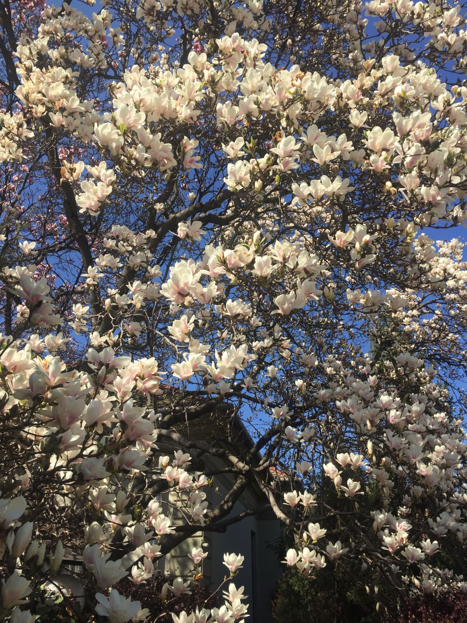 iPhone 6 back camera 4.15mm f/2.2 sample photo. Flower, magnolia, magnolia, tree photography
