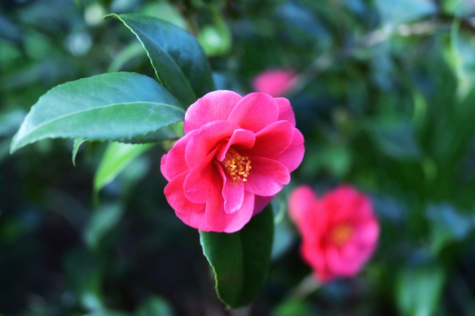 Nikon Nikkor Z 24-70mm F2.8 S sample photo. Japanese camellia, camellia, bush photography