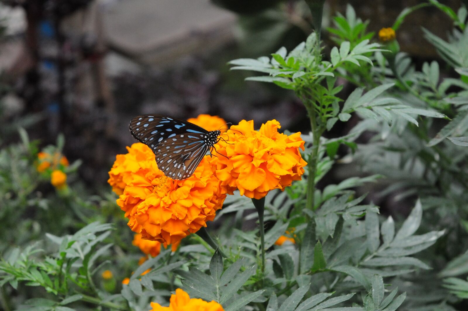 Nikon D300S sample photo. Butterfly, flower, yellow photography