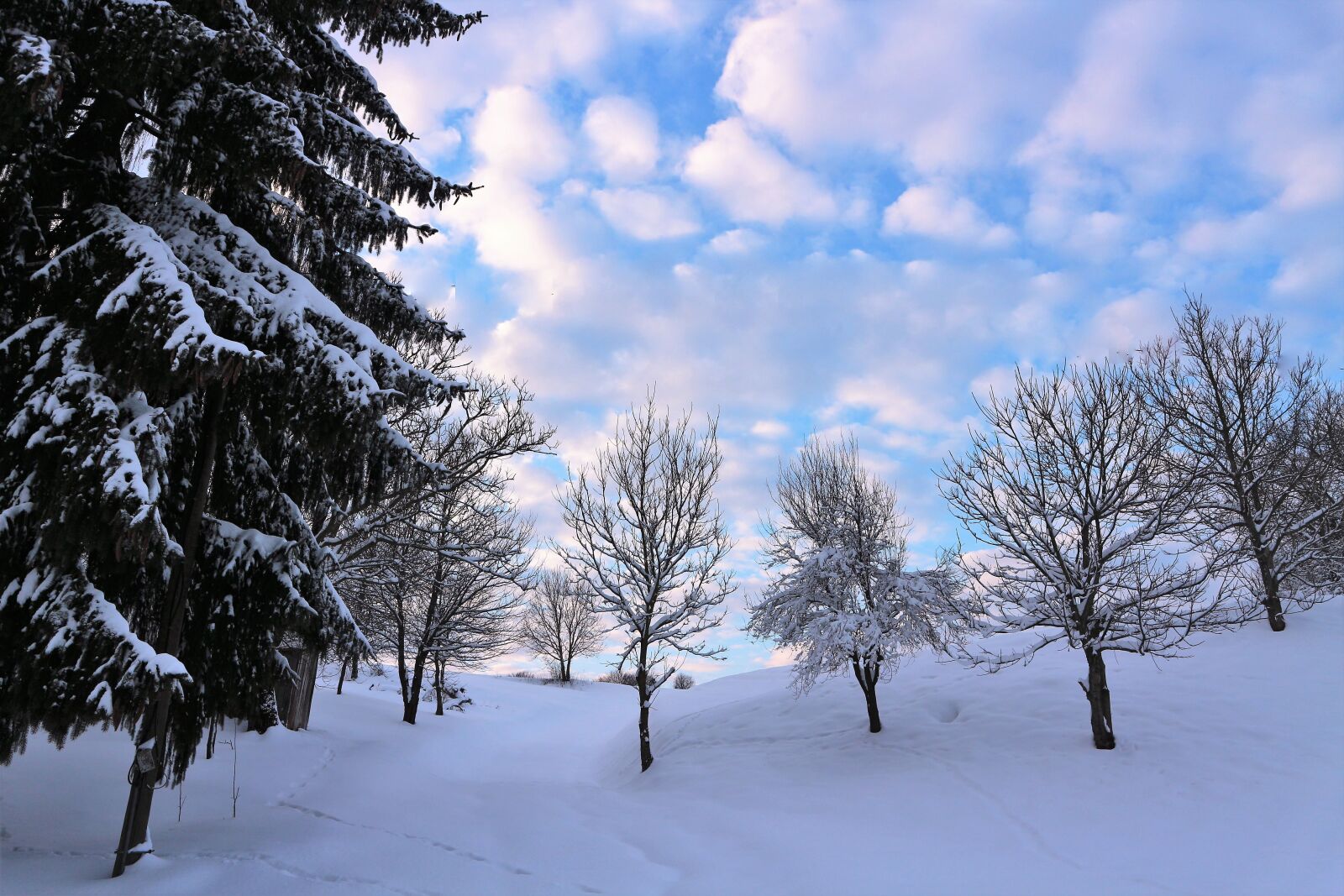 Canon EOS M10 sample photo. Winter, snow, frost photography