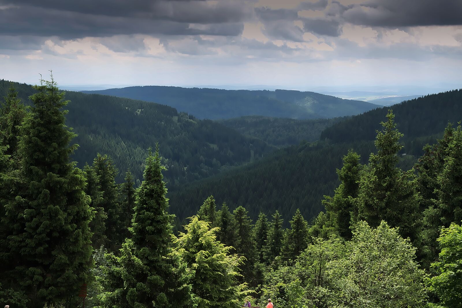 Nikon D3300 sample photo. Forest, view, distant view photography