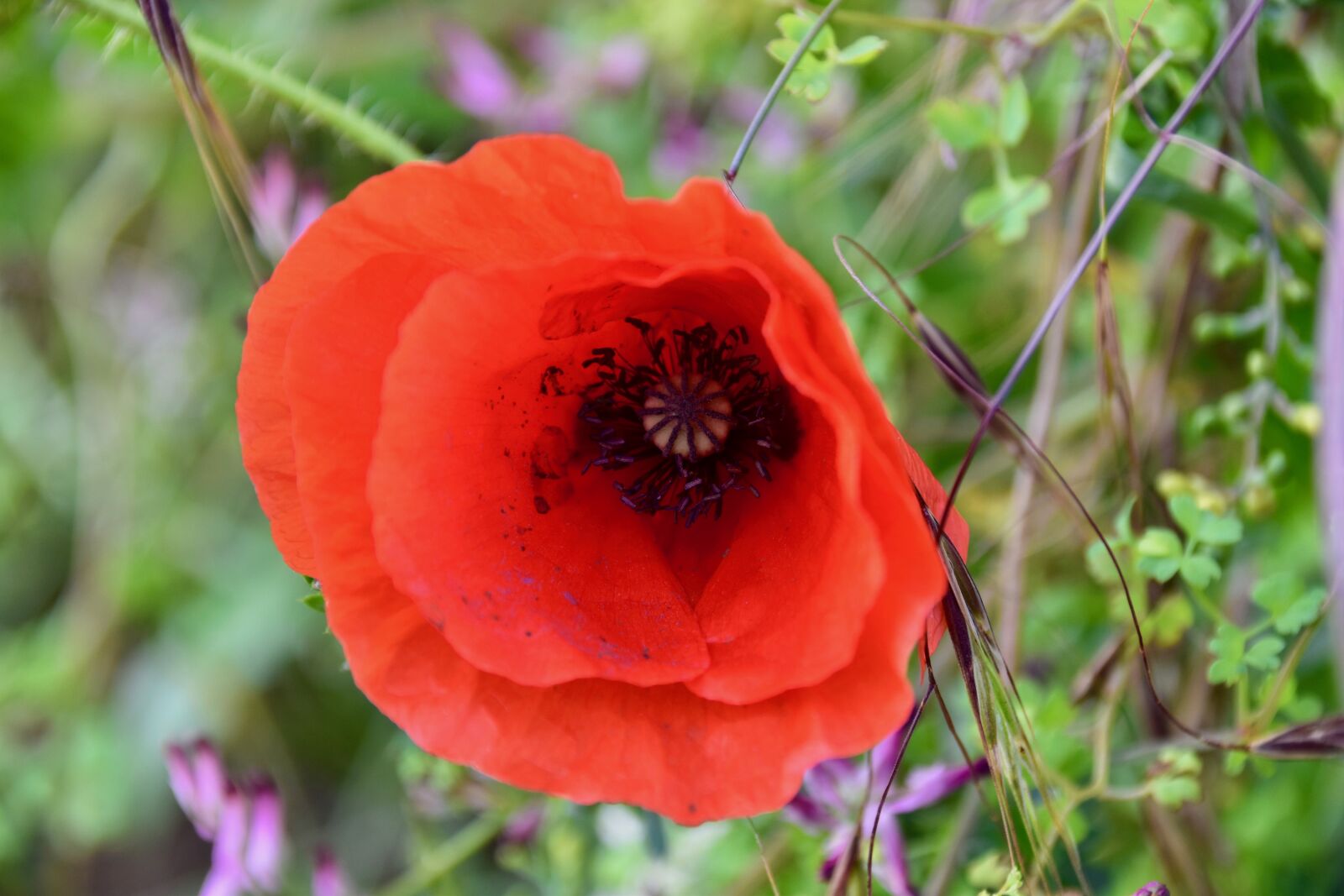 Nikon D5600 sample photo. Flower, poppies, poppies red photography