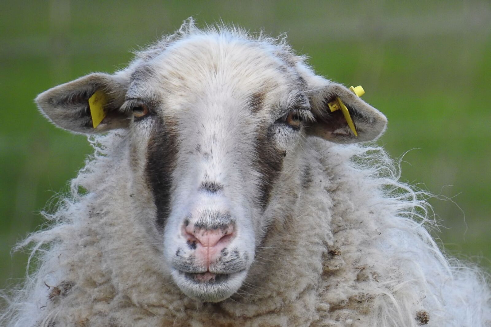 Nikon Coolpix P900 sample photo. Sheep, sheepskin, wool photography