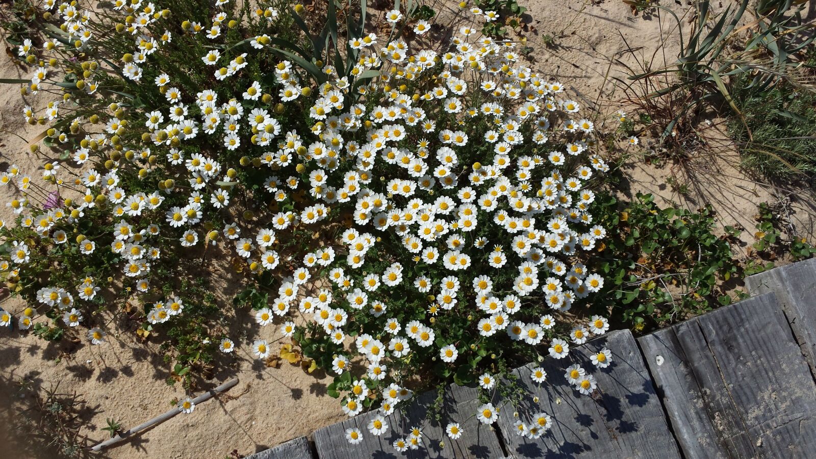 Samsung Galaxy S4 sample photo. Beach, build, algarve photography