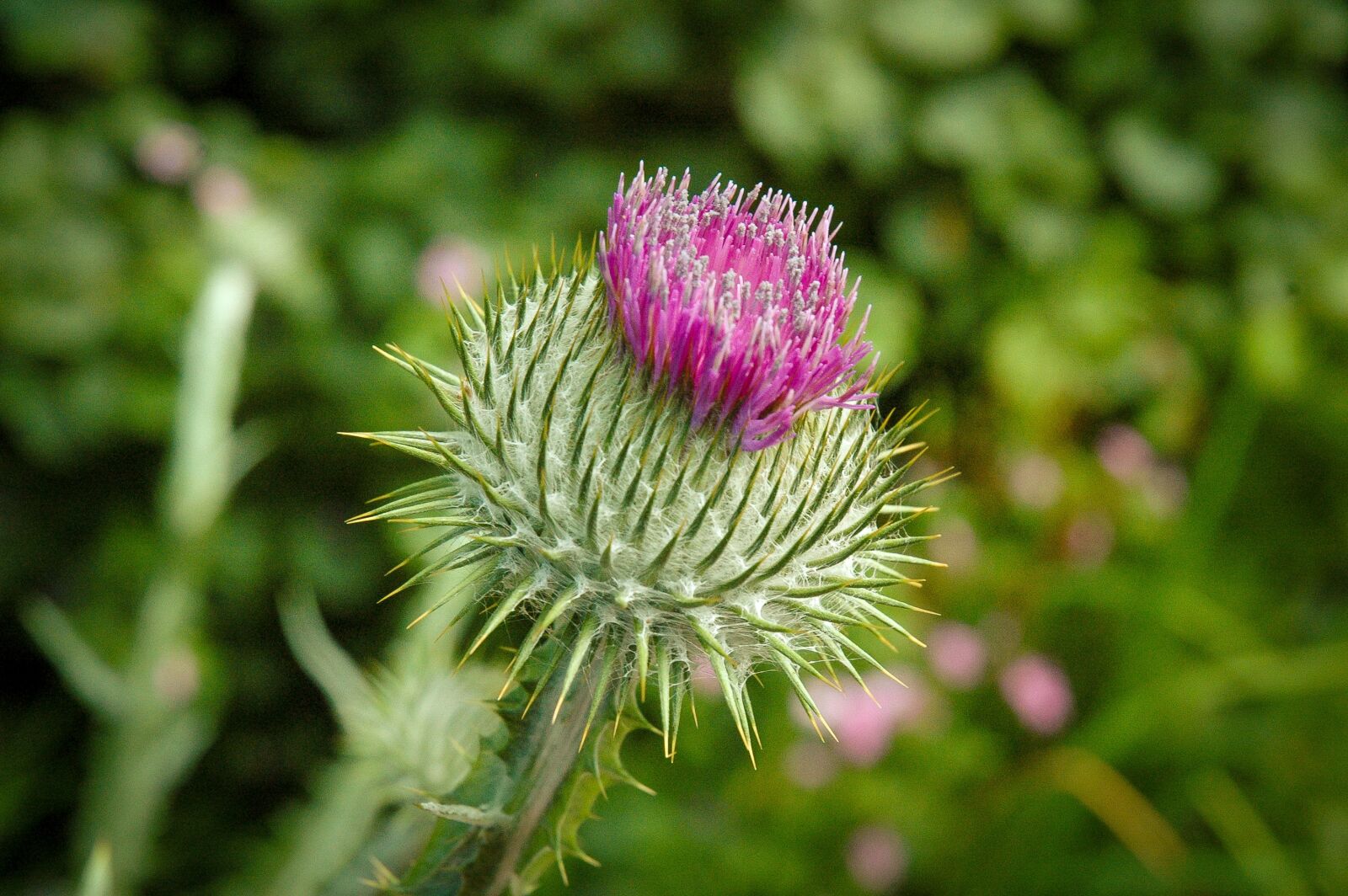 Nikon D70 sample photo. Thistle, flower, green photography