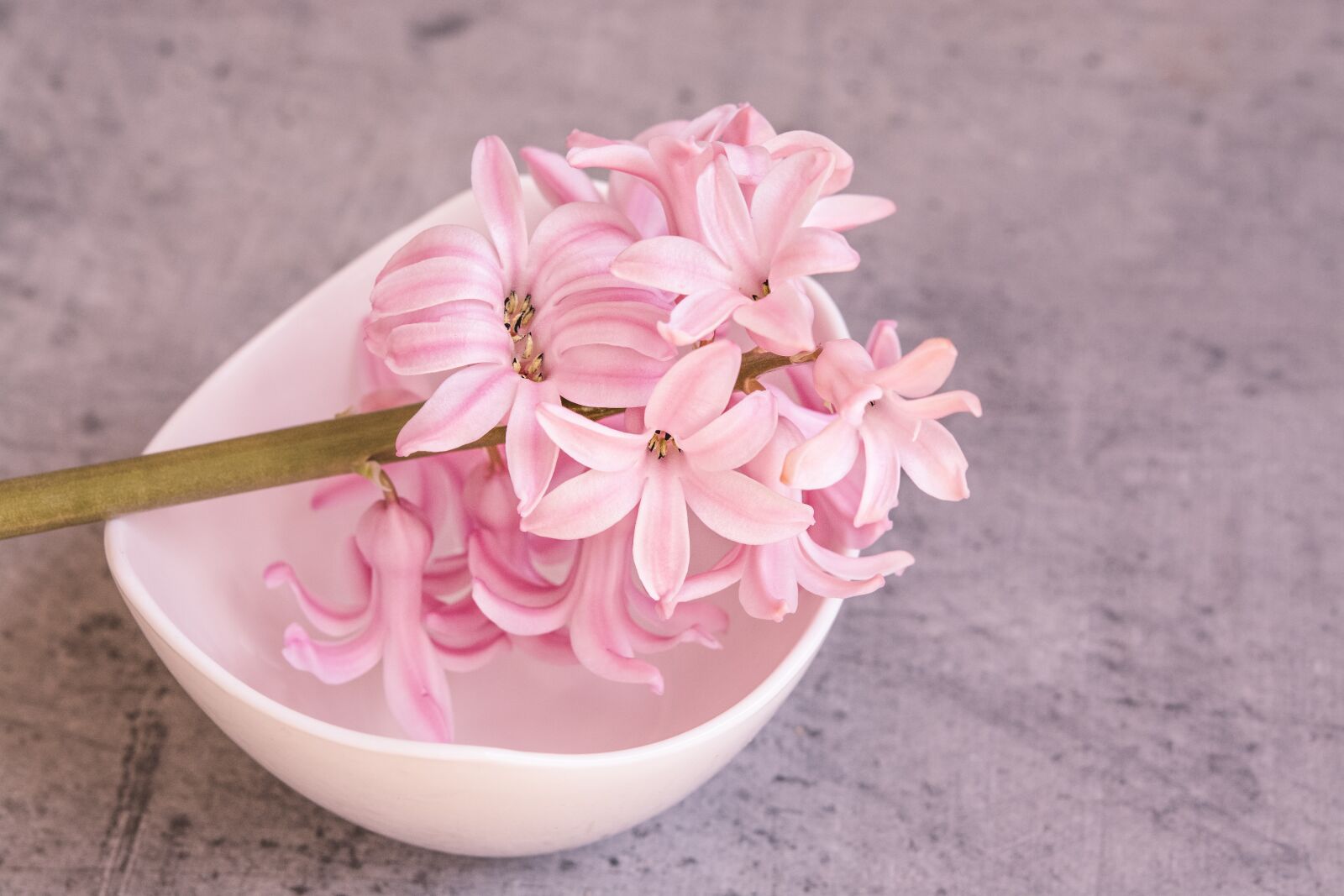 Nikon D7100 sample photo. Hyacinth, pink, pink hyacinth photography