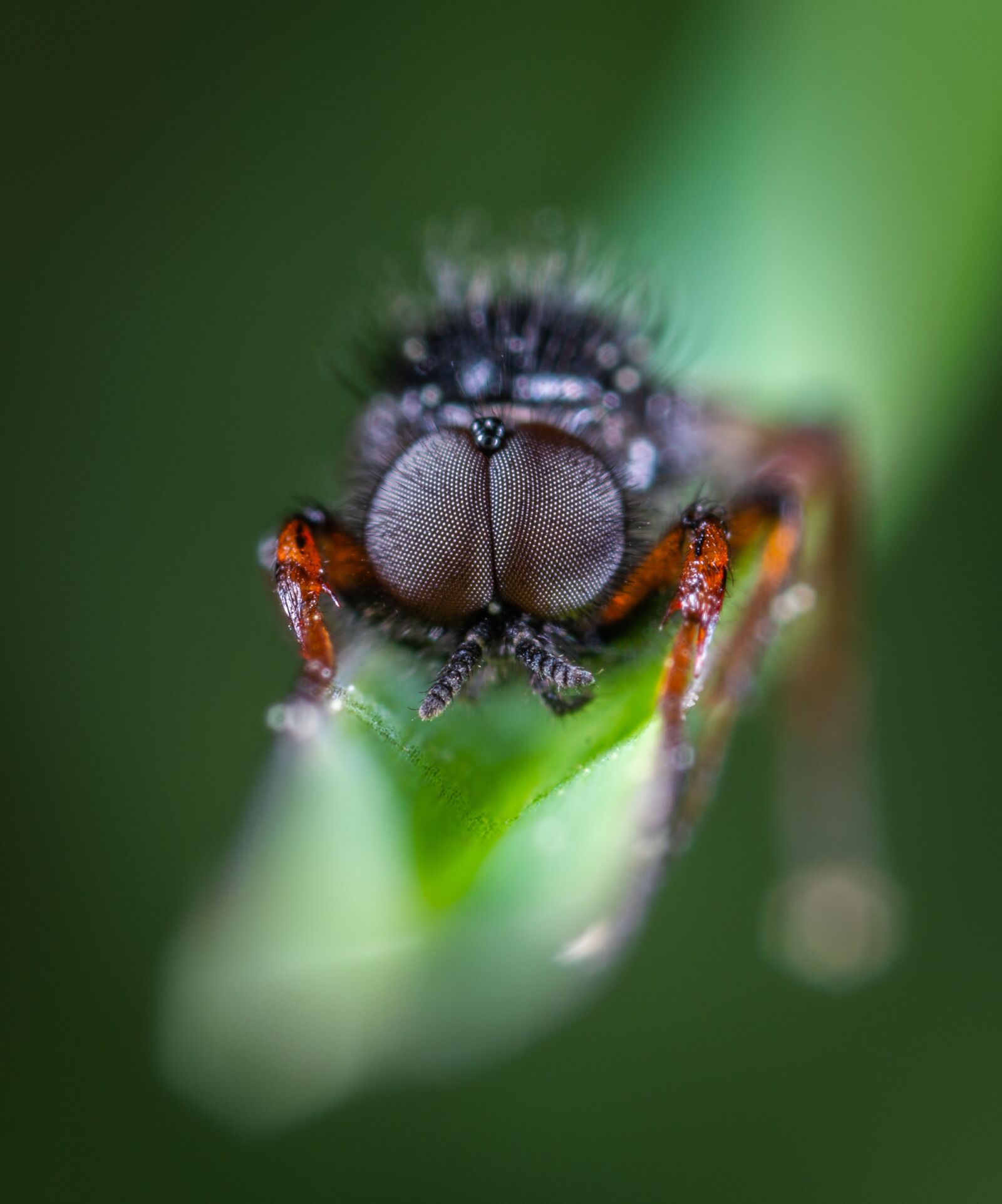 #124 65/2.8 sample photo. Insect, macro, fly photography