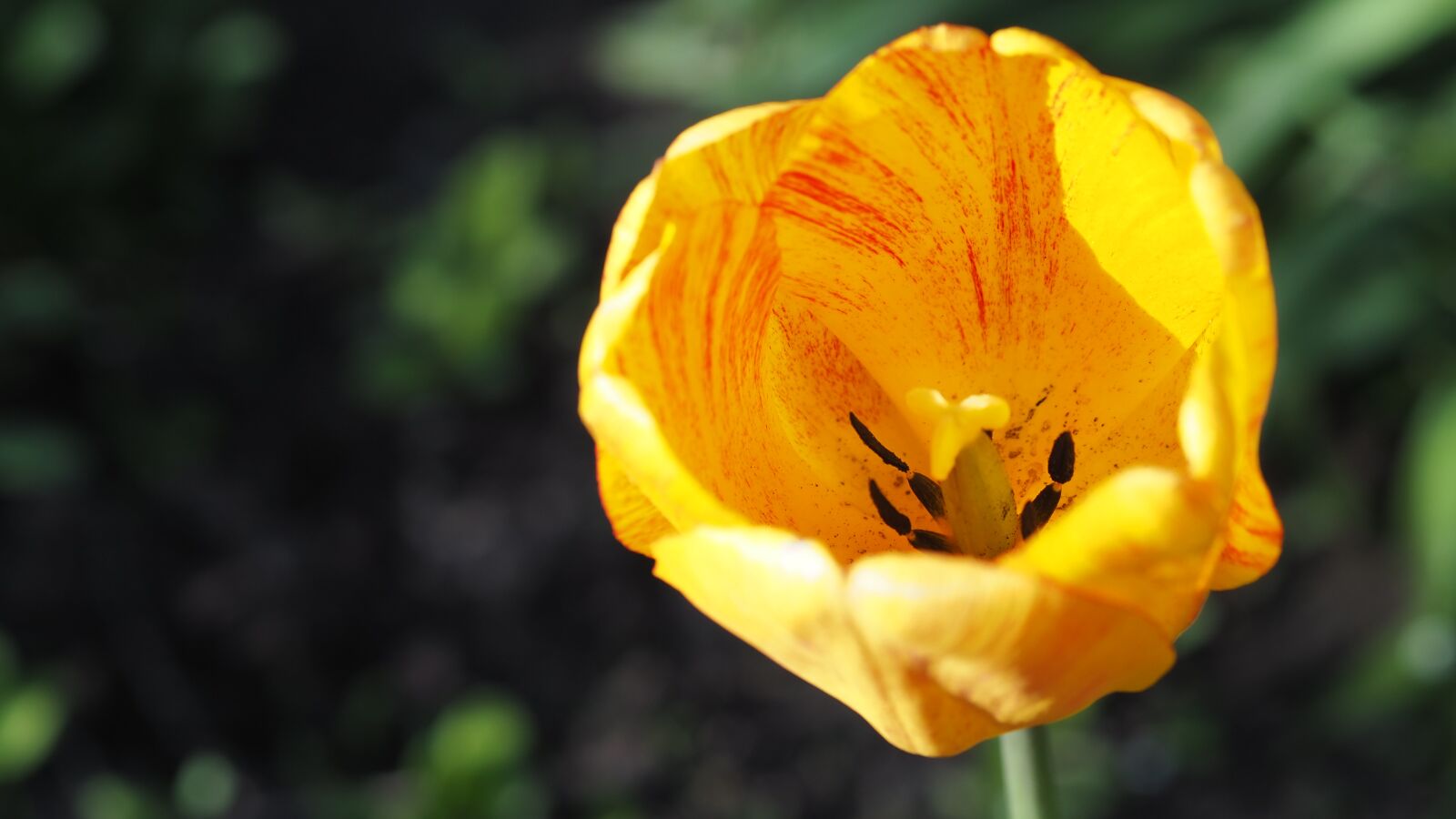 Olympus OM-D E-M10 III + Olympus M.Zuiko Digital 45mm F1.8 sample photo. Flower, tulip, yellow photography