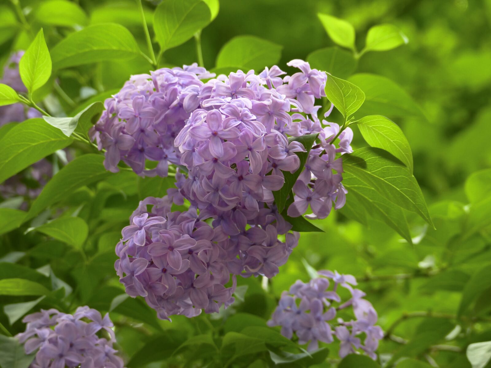 Panasonic Lumix DMC-FZ200 sample photo. Lilac, flowers, spring photography
