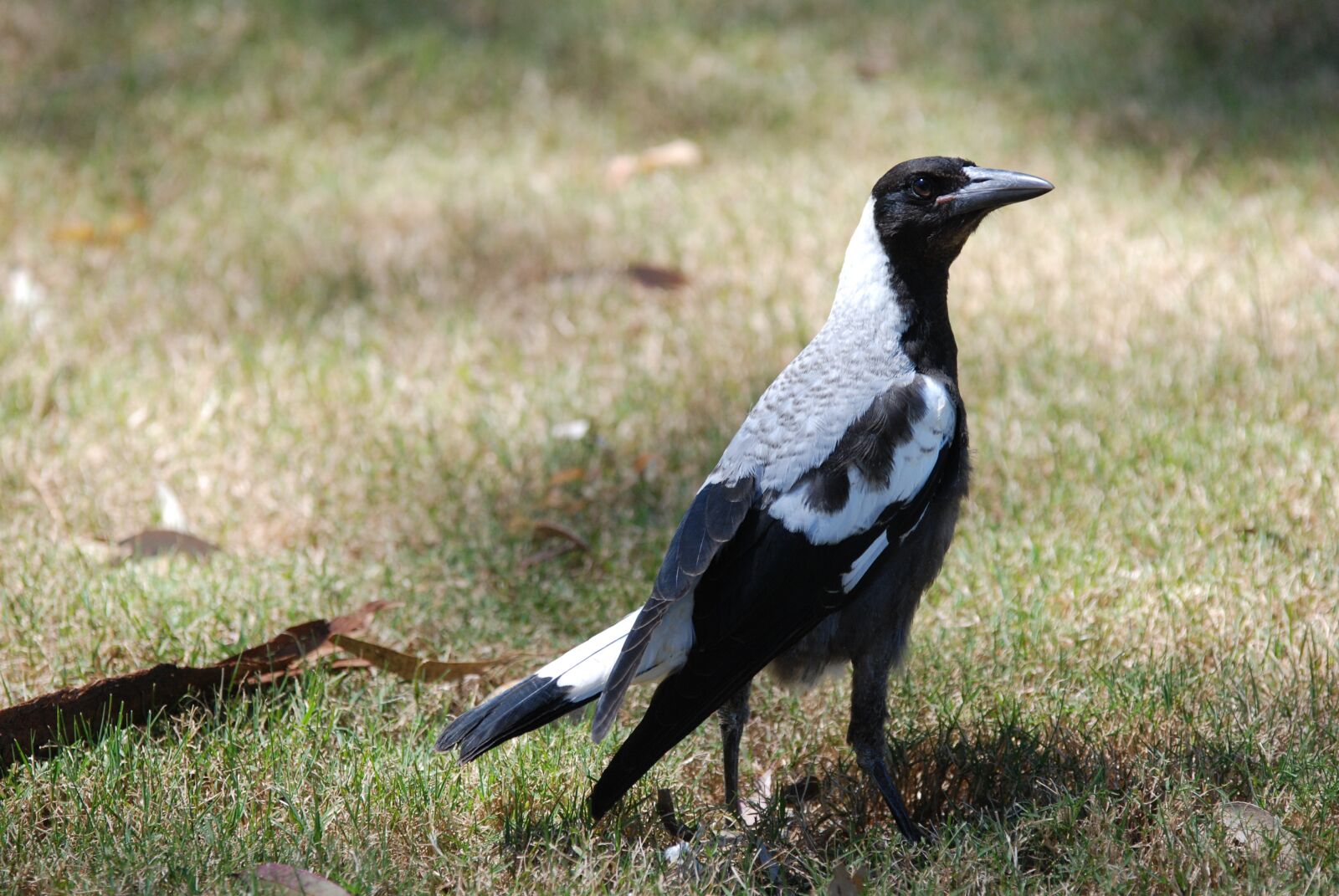 Nikon D80 sample photo. Magpie, australia, natur photography