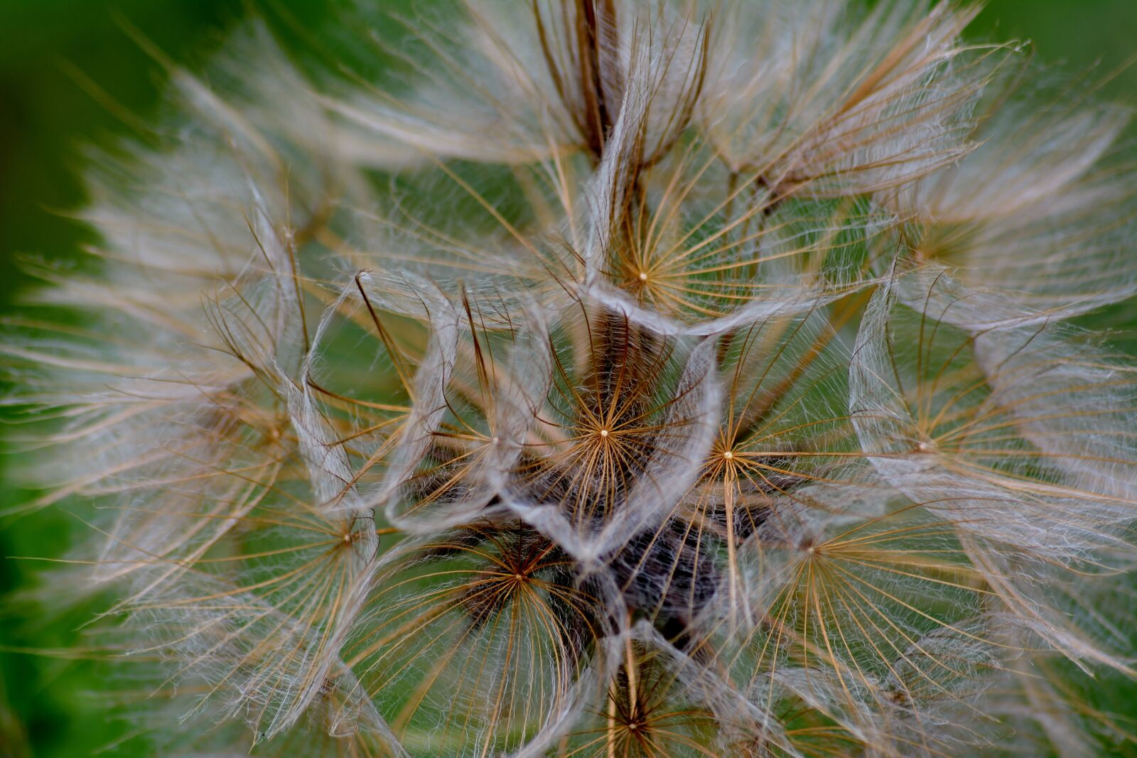 Nikon D5200 sample photo. Grassland plants, seeds, close photography