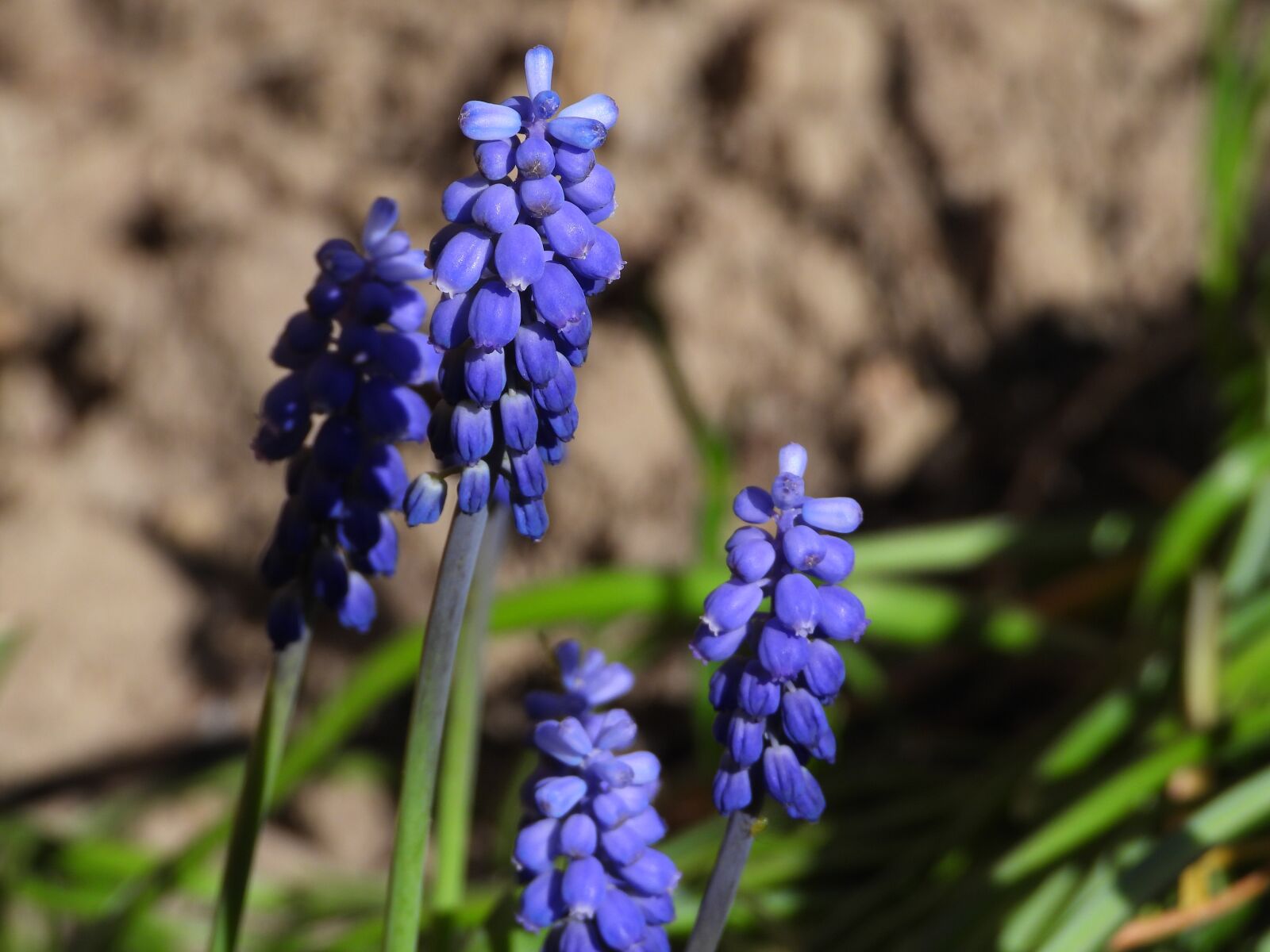 Nikon Coolpix P1000 sample photo. Szafirek, flower, garden photography