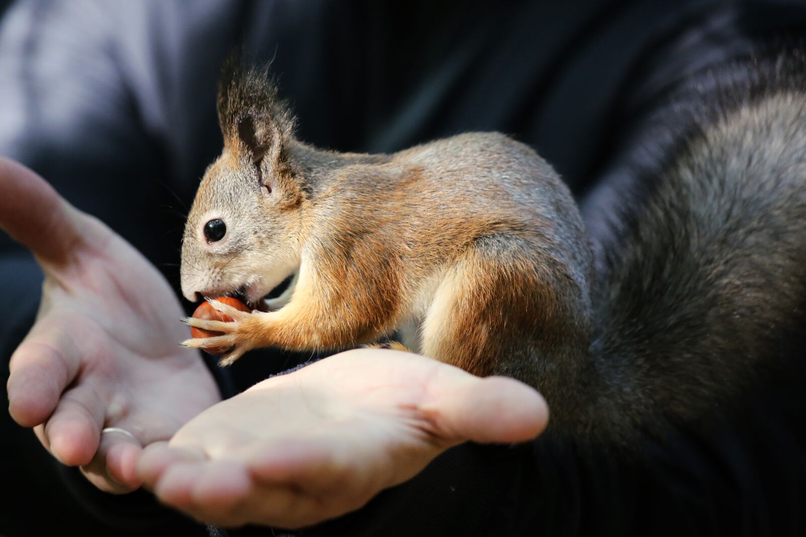 Canon EF 70-300mm F4-5.6 IS USM sample photo. Mammals, cute, living nature photography