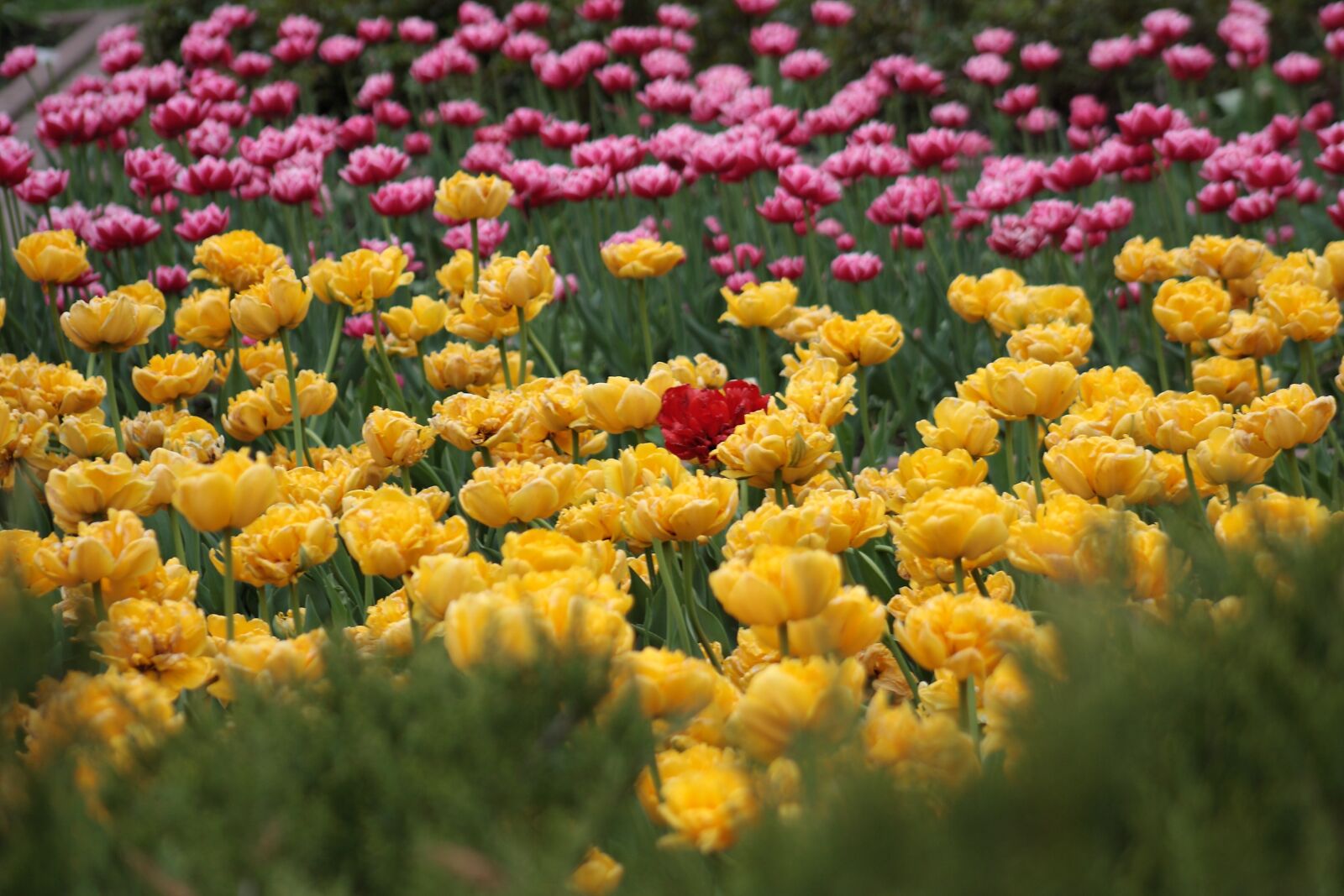Canon EOS 1000D (EOS Digital Rebel XS / EOS Kiss F) sample photo. Tulips, flower bed, bright photography