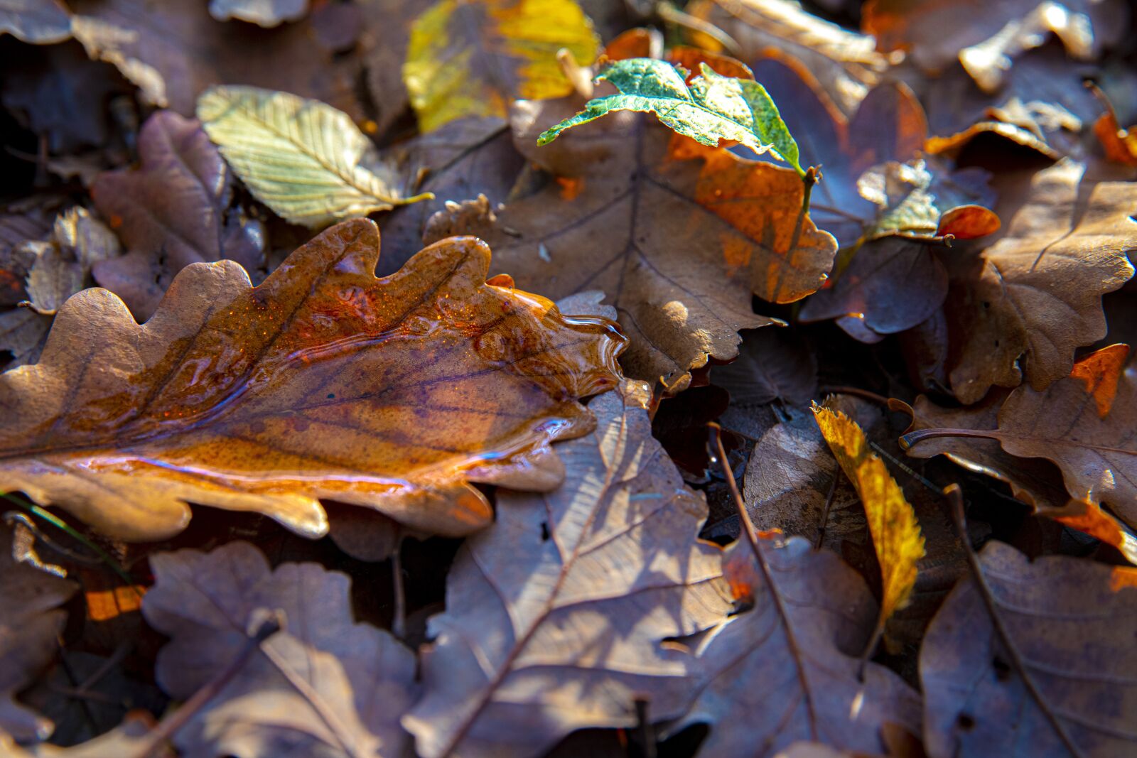 Canon 24-70mm F2.8 DG OS HSM | Art 017 sample photo. Leaves, tree, nature photography