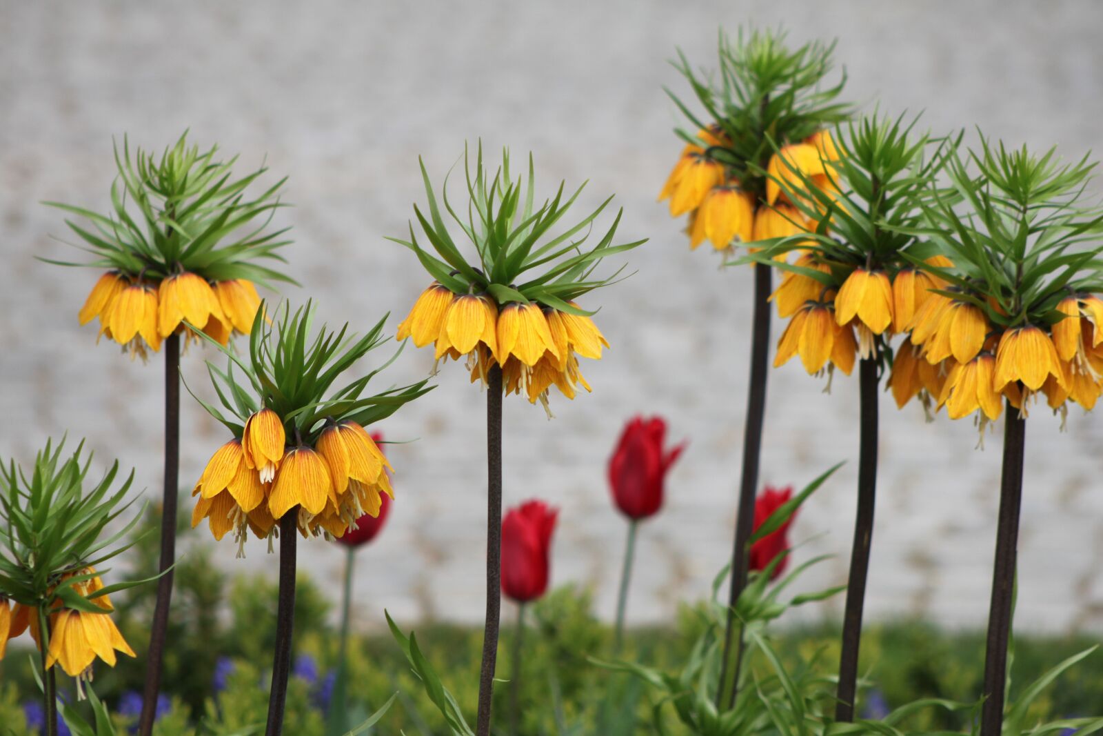 Canon EOS 500D (EOS Rebel T1i / EOS Kiss X3) sample photo. Nature, flower, no one photography