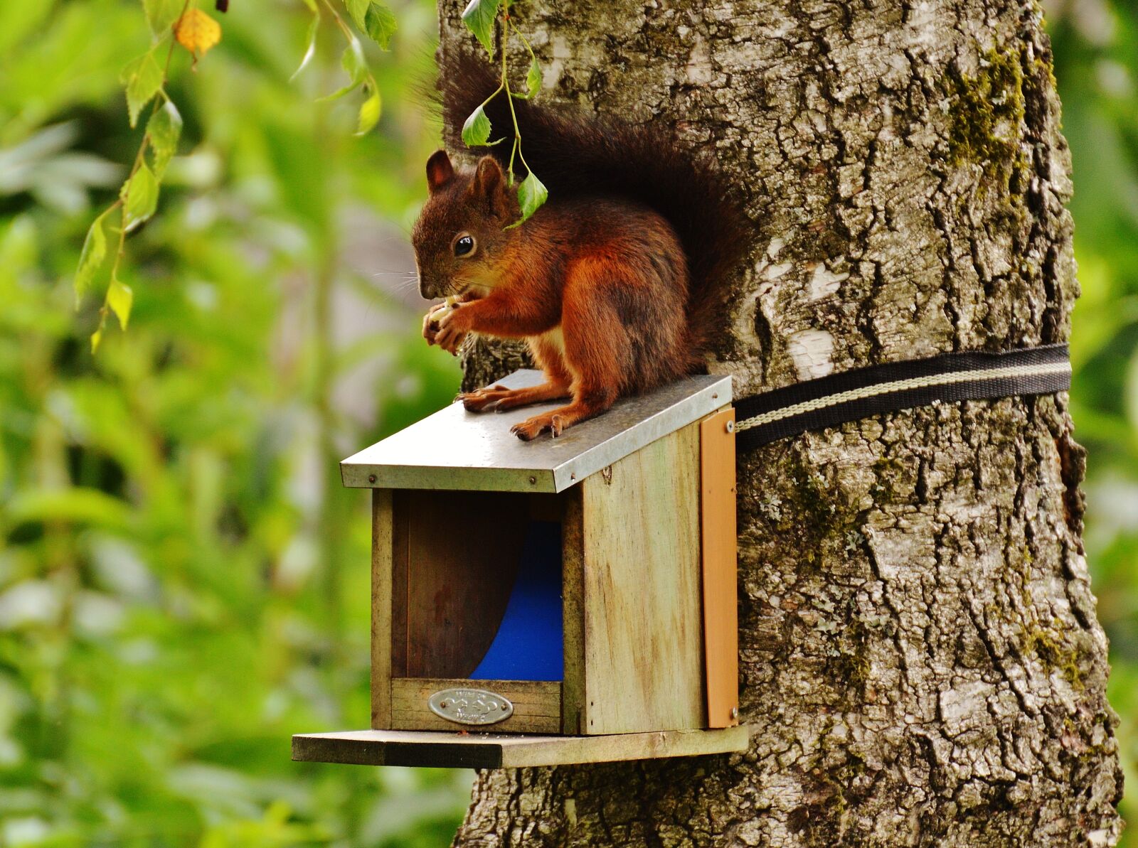 Nikon D3200 sample photo. Squirrel, nager, cute photography