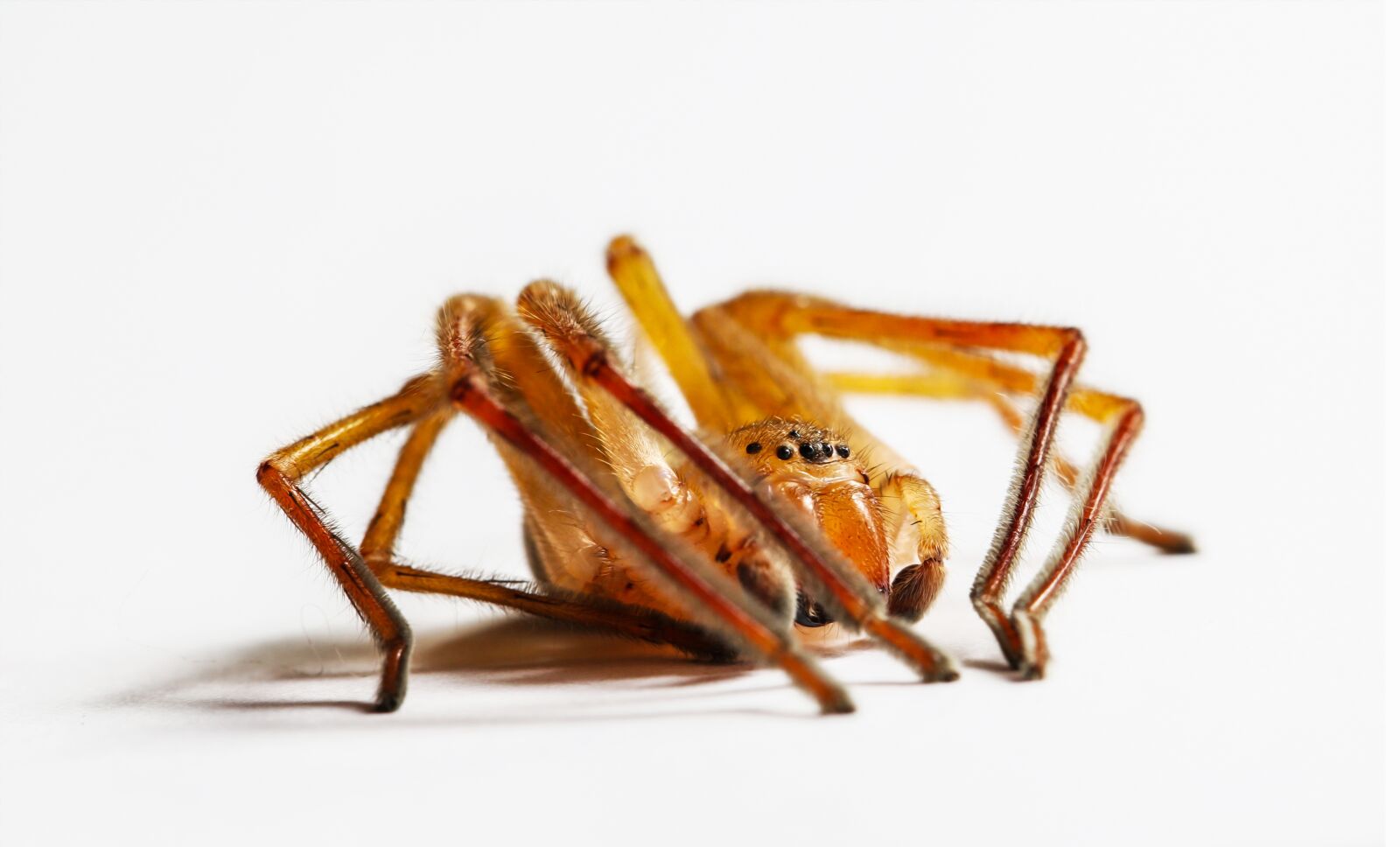 Canon EF 100mm F2.8L Macro IS USM sample photo. Spider, macro, strong photography