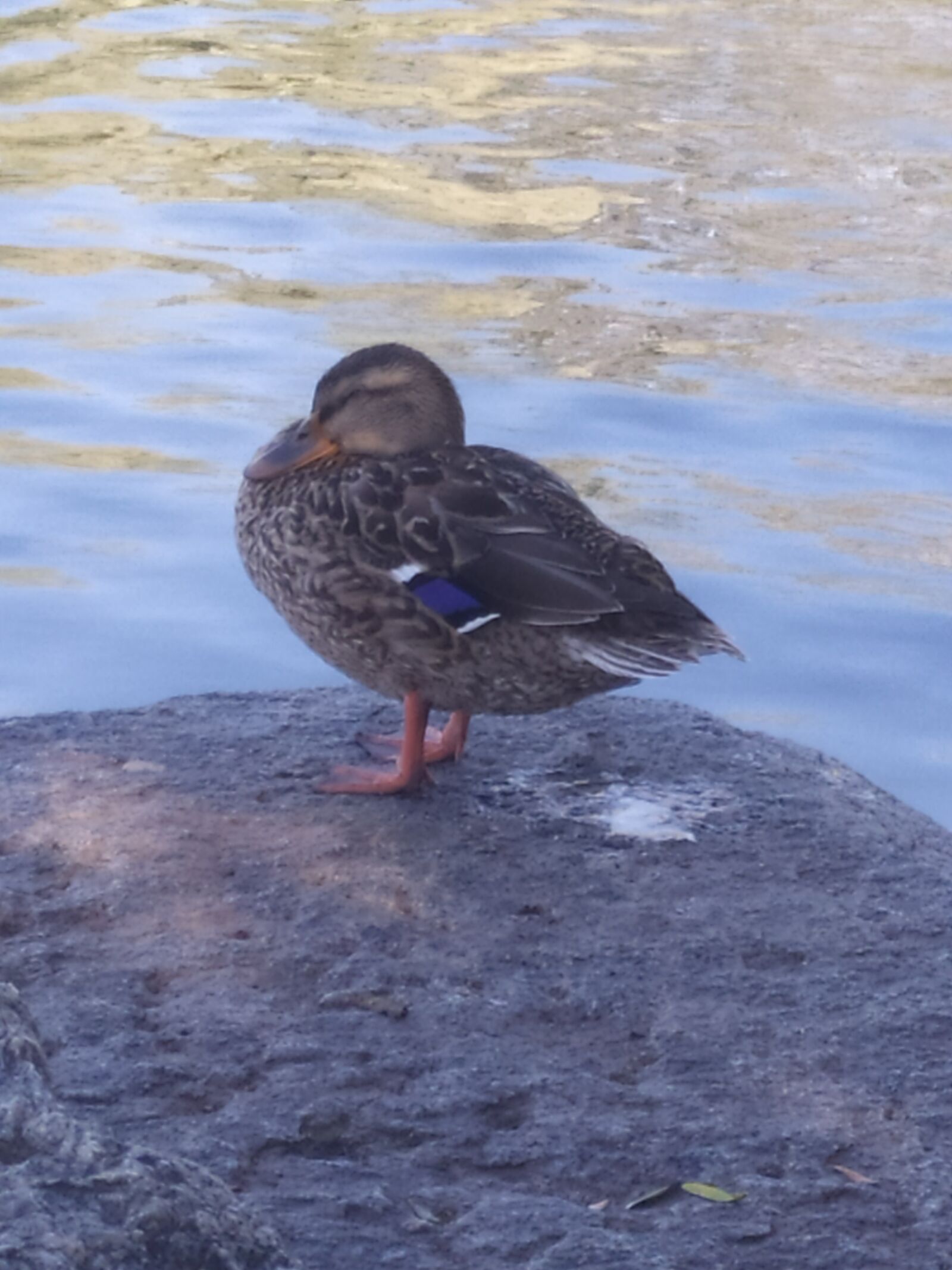 Xiaomi Redmi Note 7 sample photo. Animals, nature, summer photography