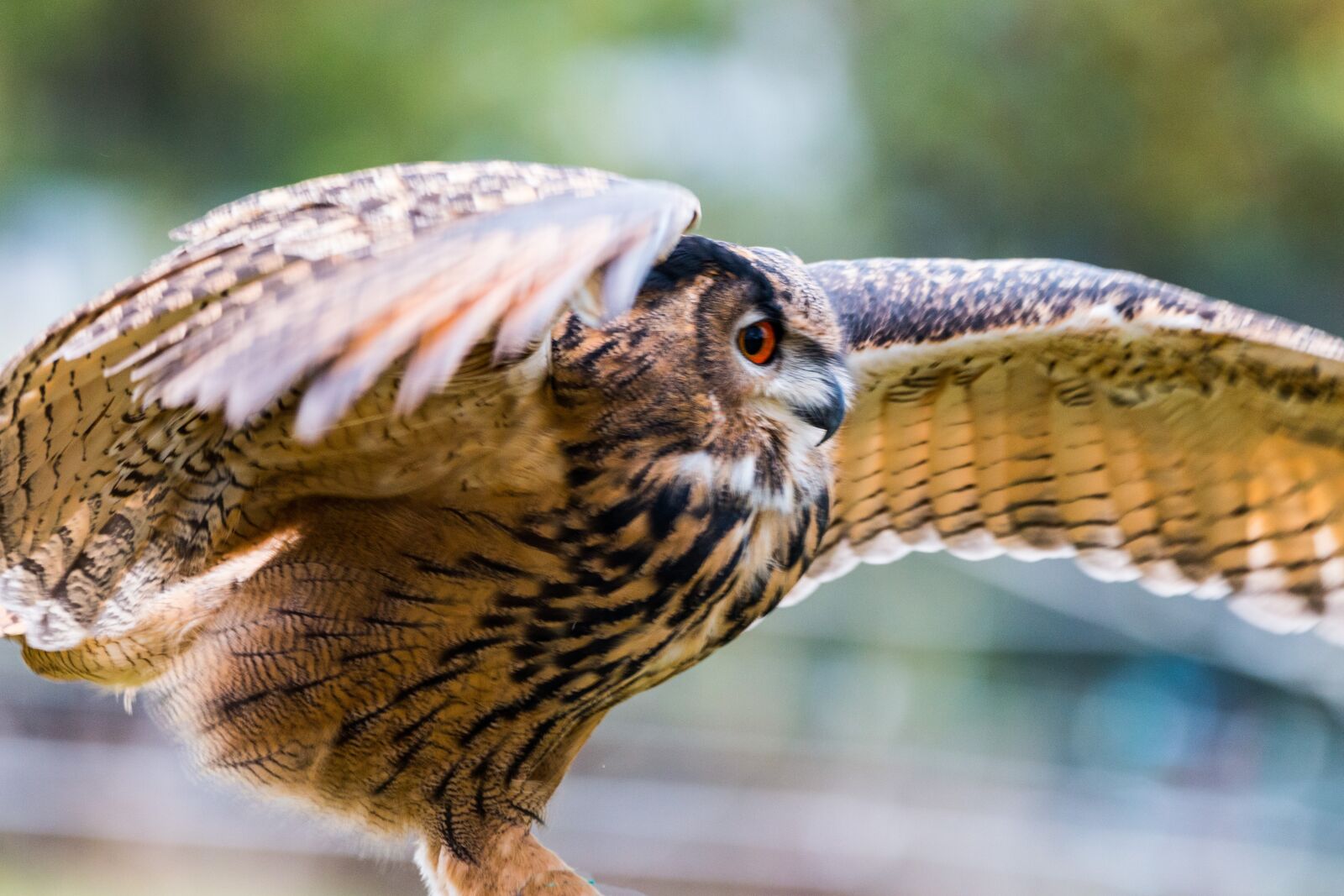 150-600mm F5-6.3 DG OS HSM | Contemporary 015 sample photo. Eagle owl, bubo bubo photography
