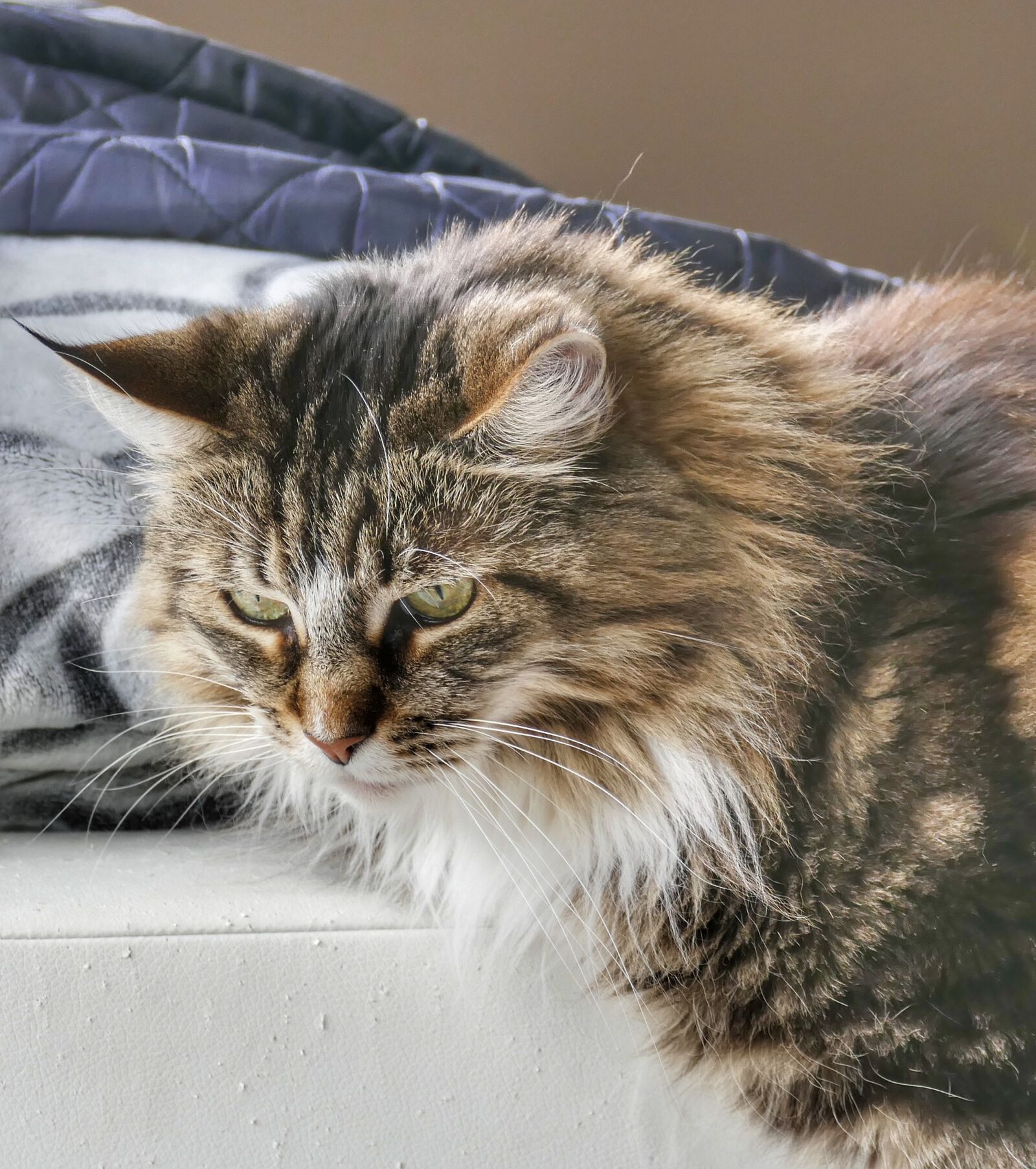 Panasonic Lumix DMC-FZ1000 sample photo. Cat, cute, kitten photography