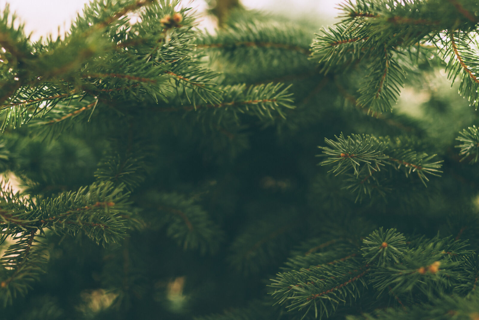 Canon EF 85mm F1.8 USM sample photo