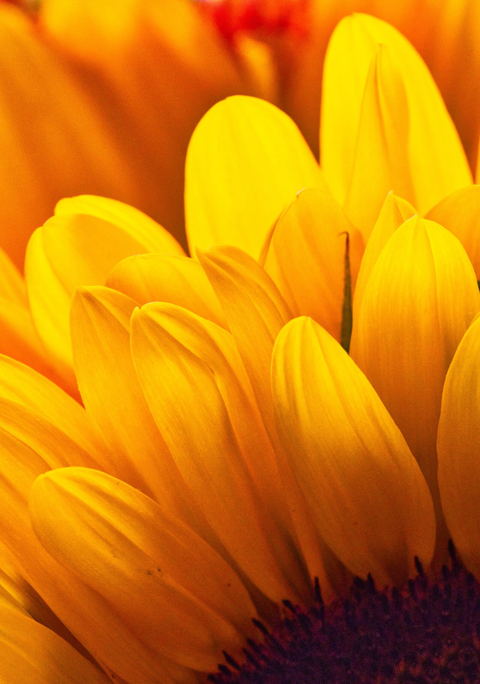 Canon EOS 200D (EOS Rebel SL2 / EOS Kiss X9) sample photo. Sunflower, petals, yellow photography