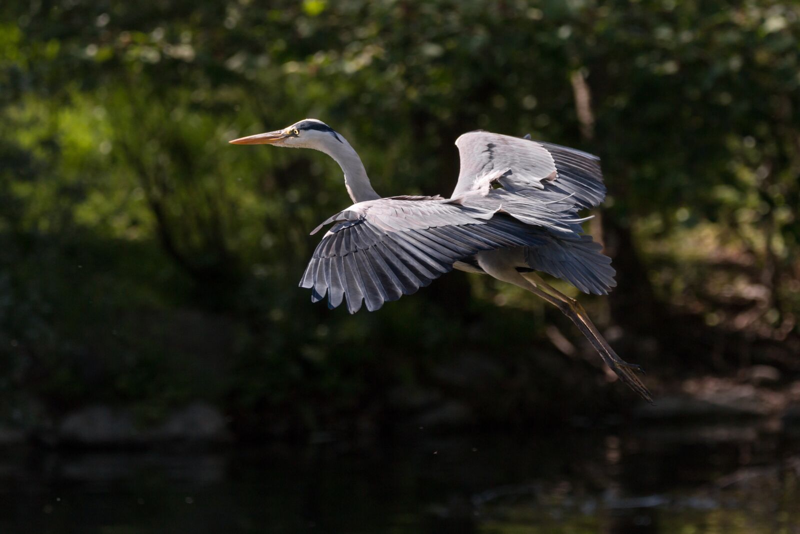 150-600mm F5-6.3 DG OS HSM | Contemporary 015 sample photo. Heron, bird, flight photography
