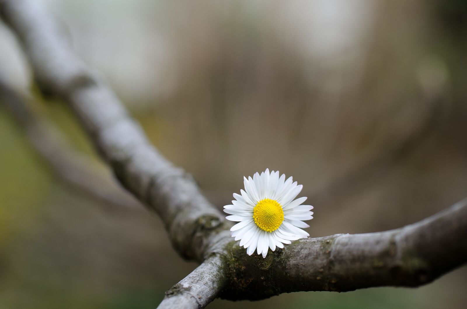 Nikon D7000 sample photo. Margaret, flower, summer photography