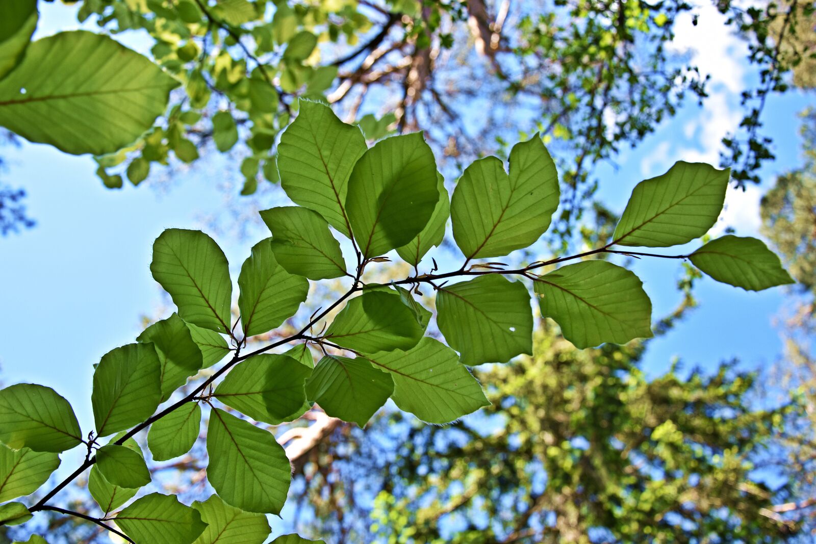 Nikon D3400 sample photo. Leaf, tree, nature photography