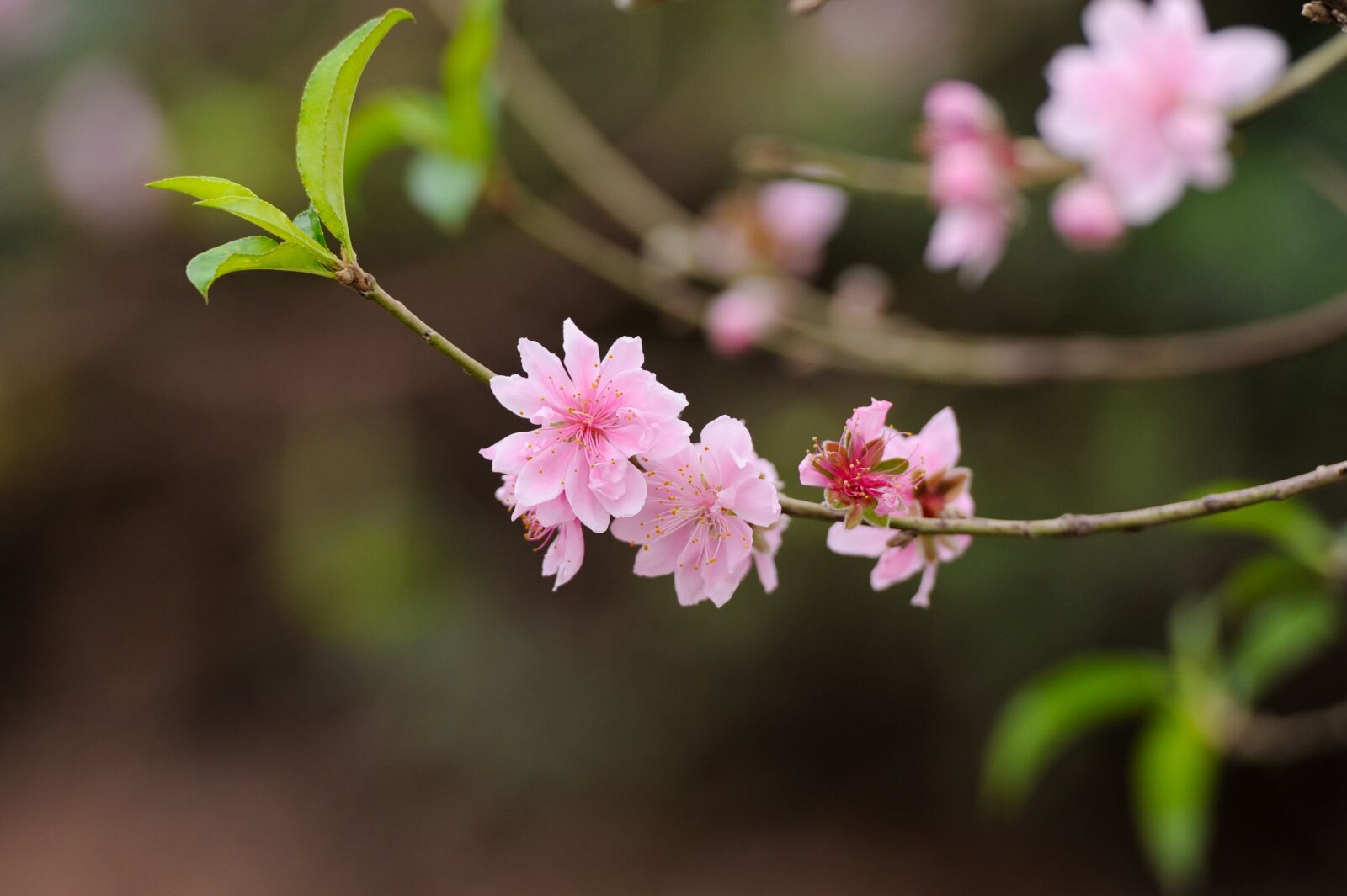 Nikon D700 sample photo. Peach flower, pink, garden photography