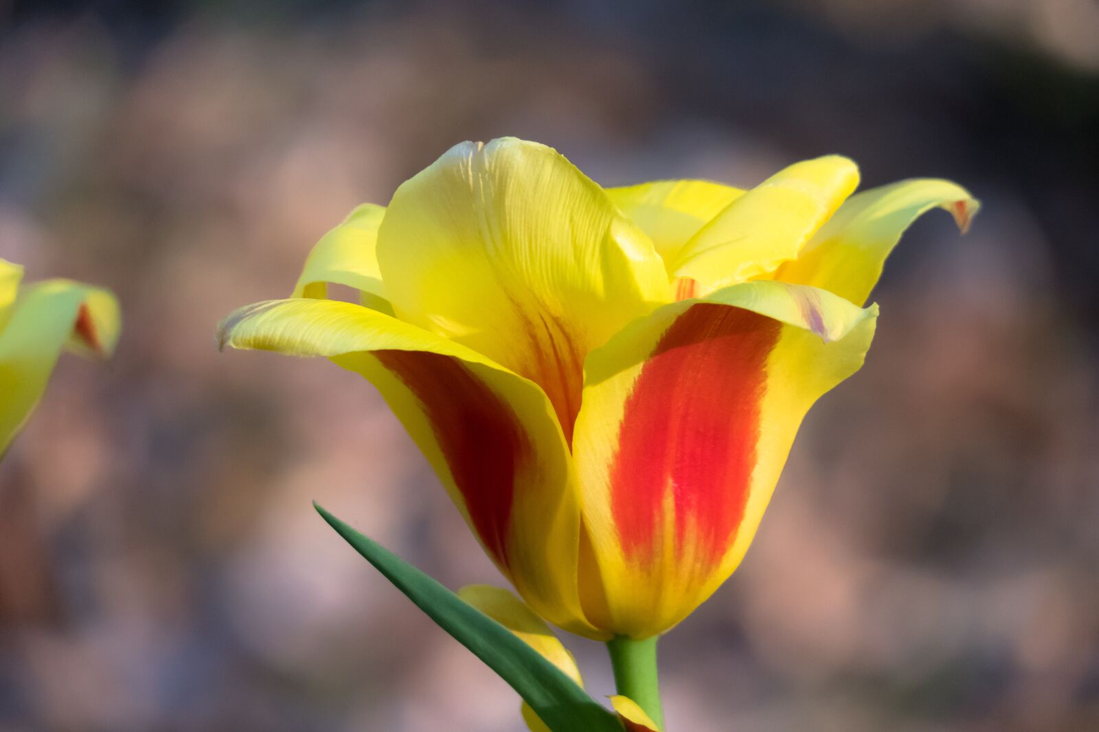 Canon PowerShot G3 X sample photo. Tulip, blossom, bloom photography