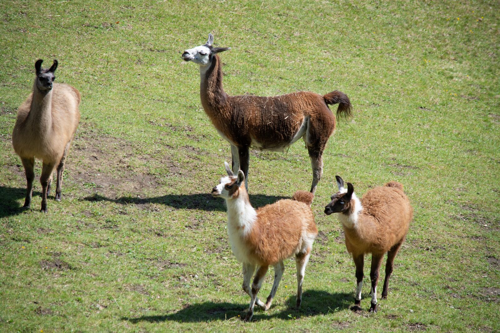 Nikon D7100 sample photo. Lamas, meadow, pasture photography