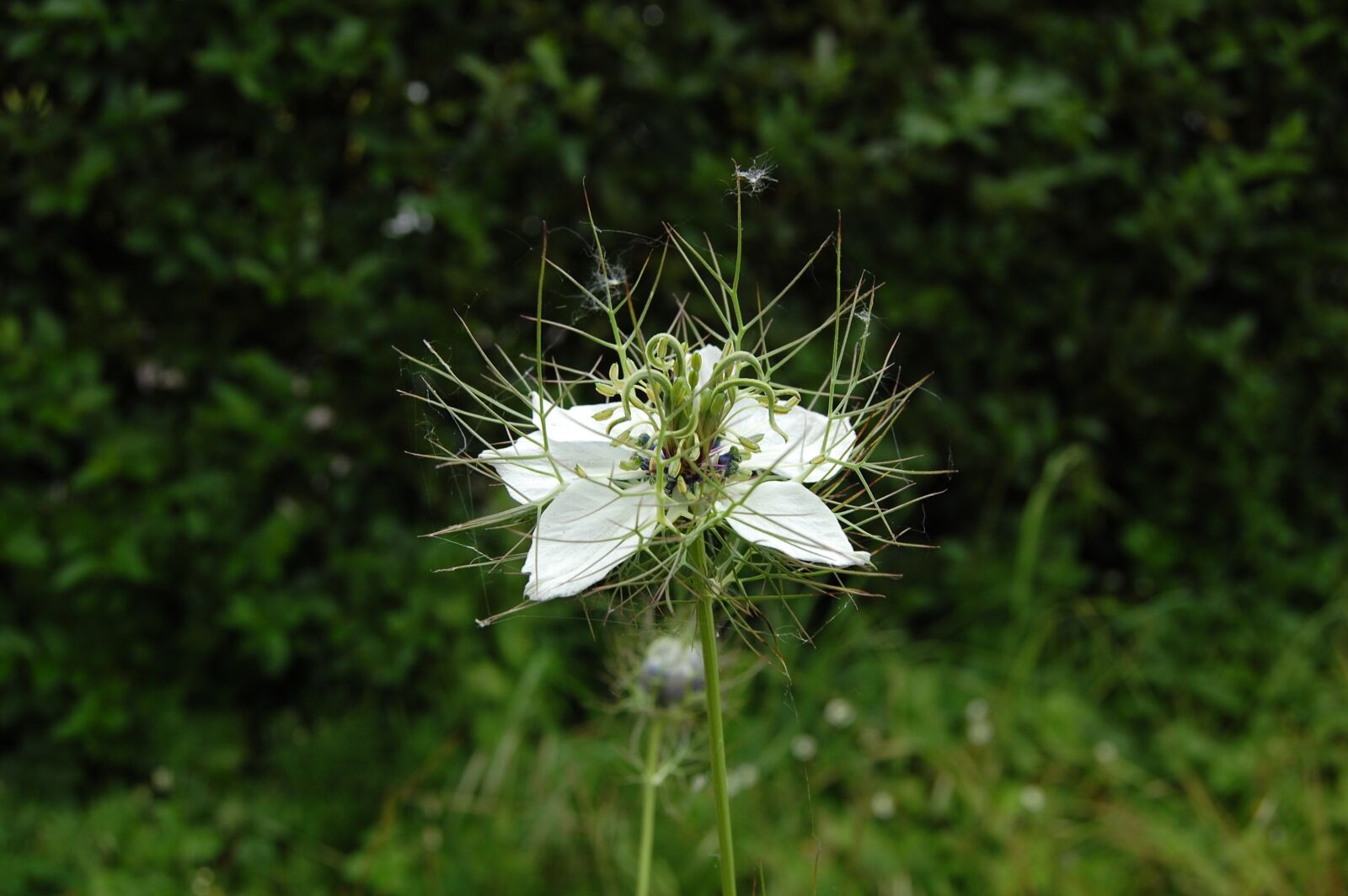Nikon D40 sample photo. Flower, white, nigella photography