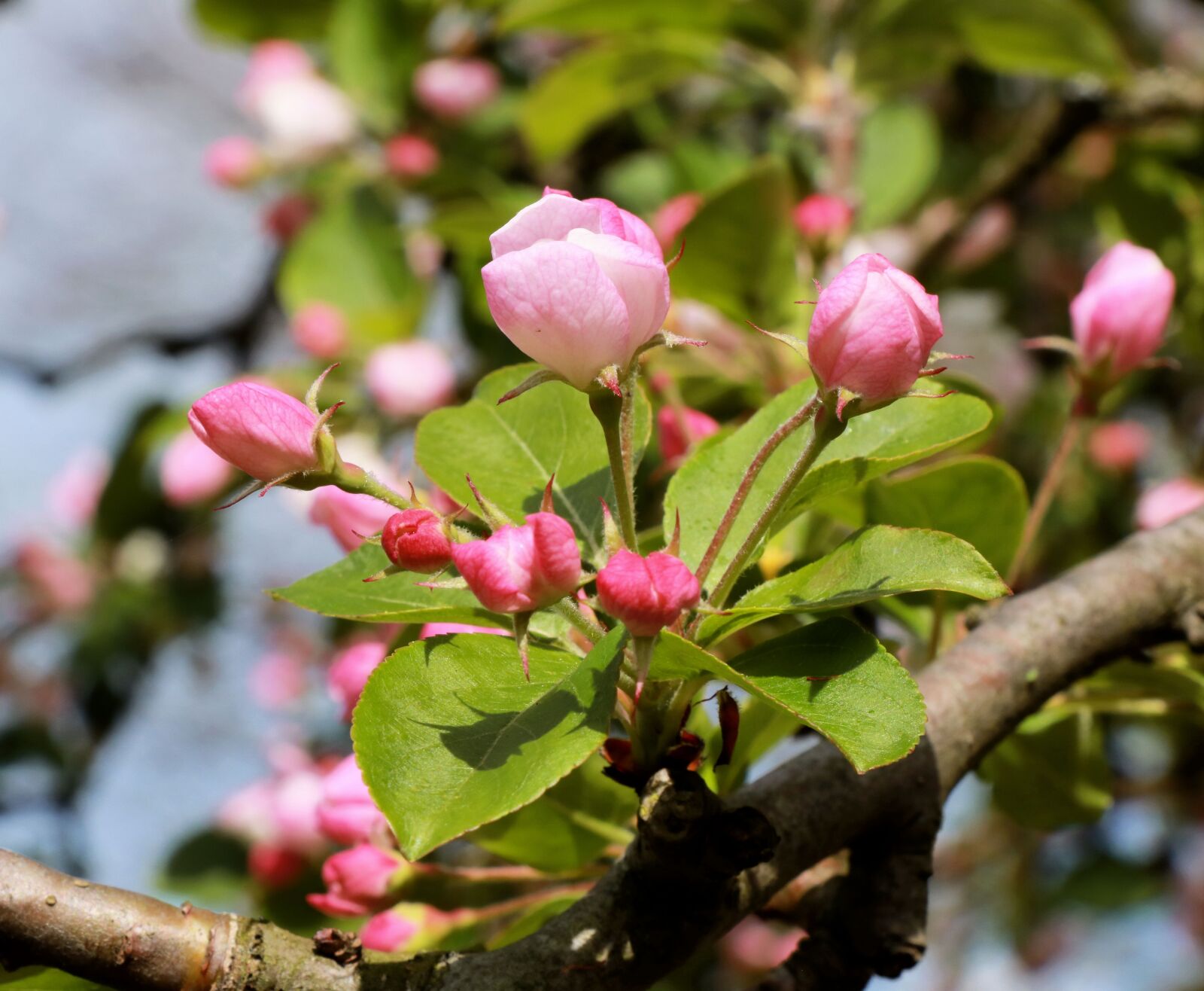 Canon EOS 750D (EOS Rebel T6i / EOS Kiss X8i) sample photo. Pink, spring, flowers photography