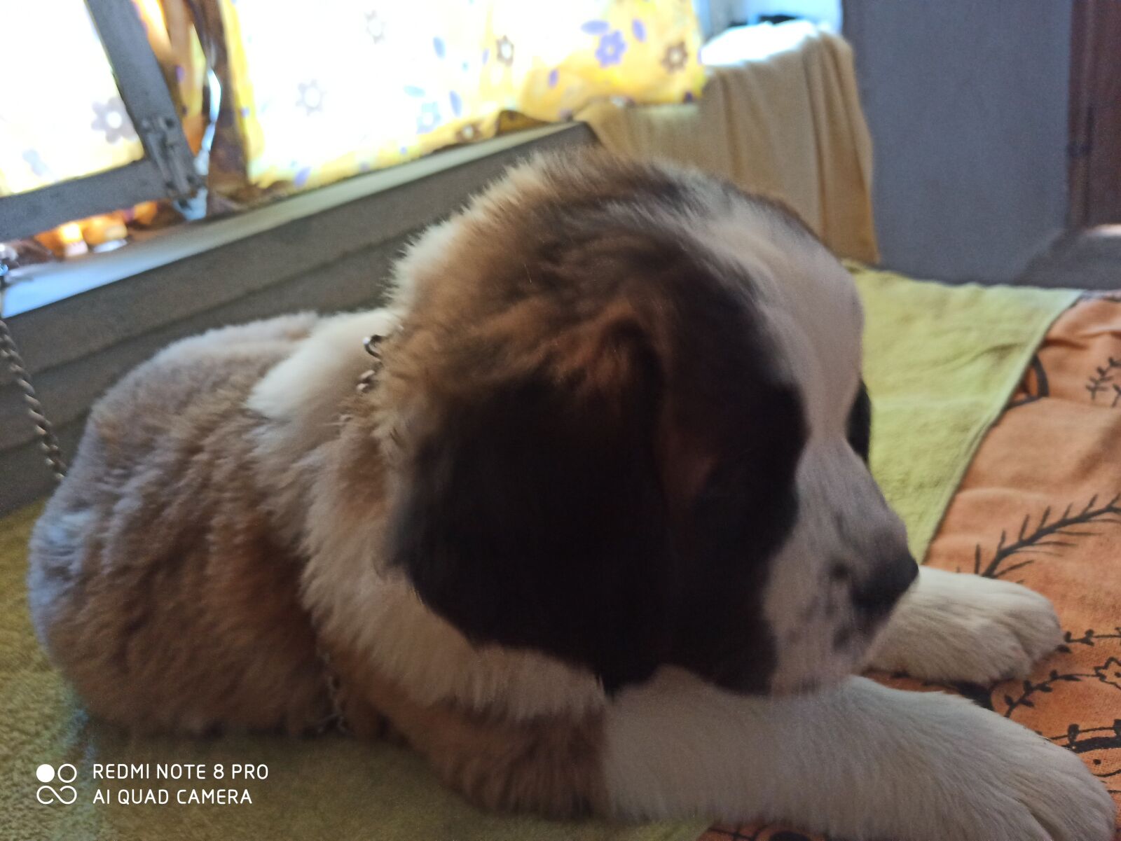 Xiaomi Redmi Note 8 Pro sample photo. Saint, barnard, puppy photography