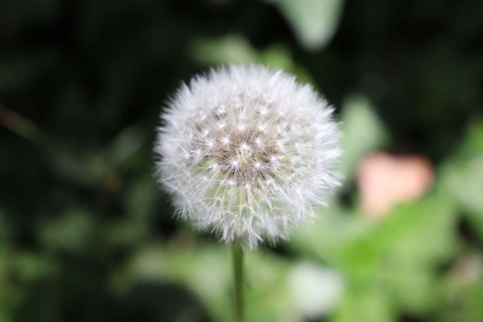 Canon EOS 6D Mark II sample photo. Dandelion, plant, close up photography