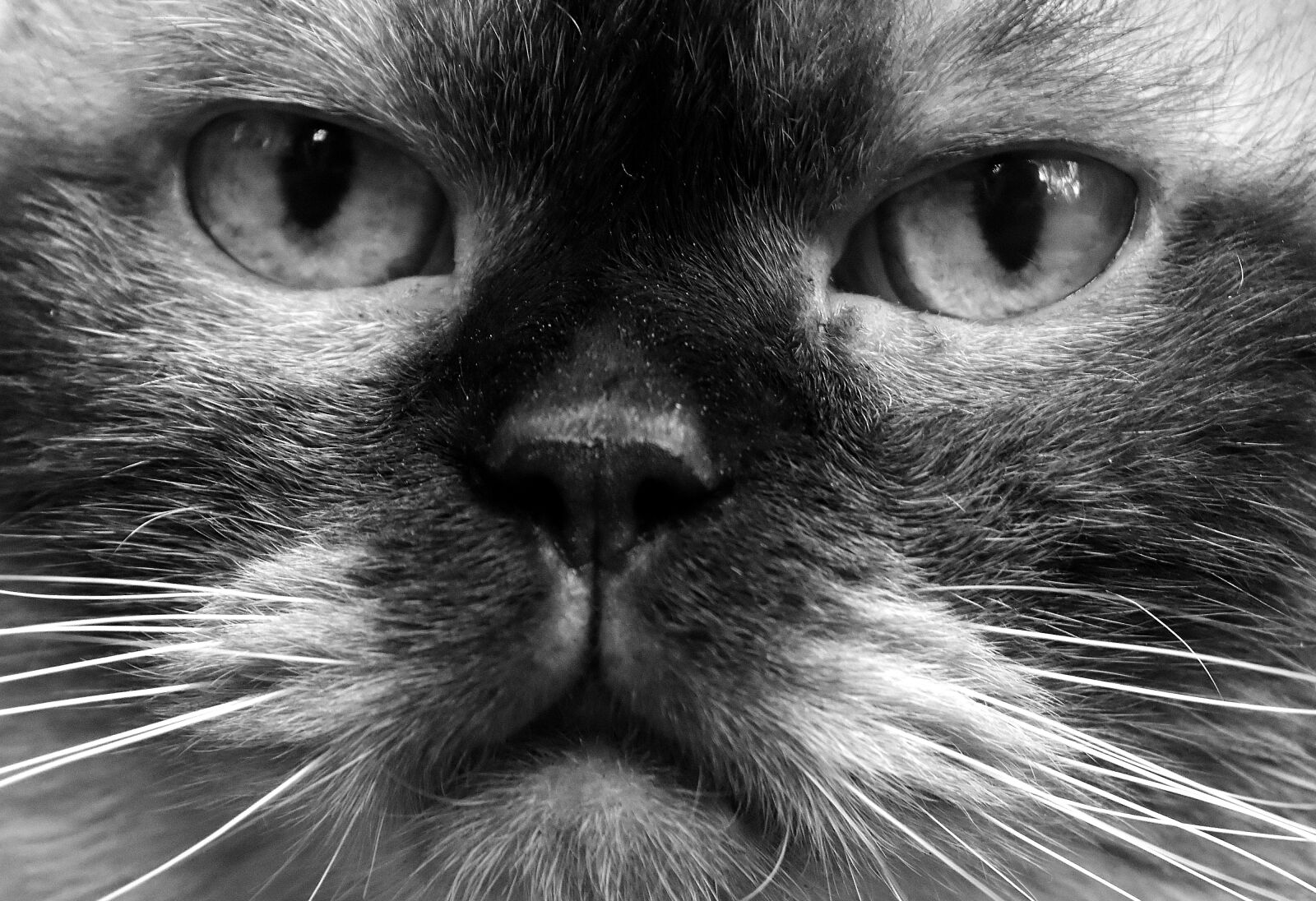 Nikon D7200 sample photo. British shorthair, cat, black photography