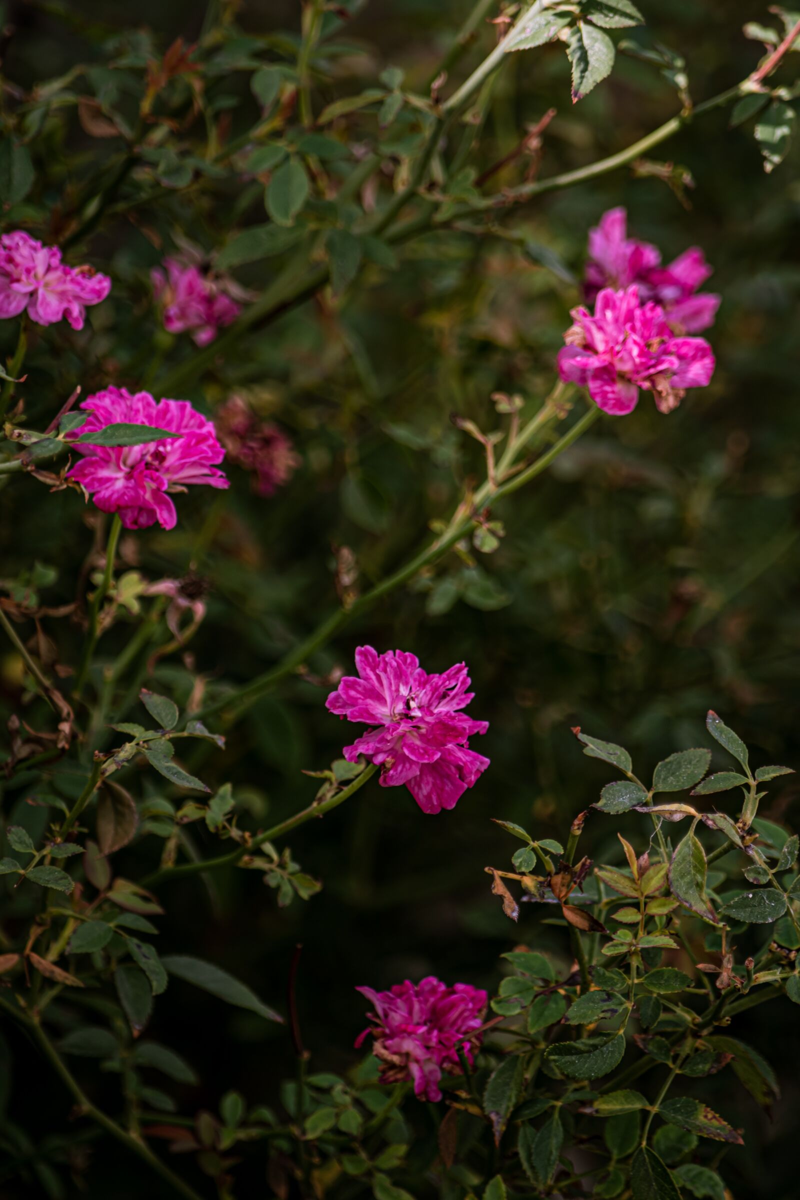 Nikon D5500 sample photo. Flowers, rosa, flower photography