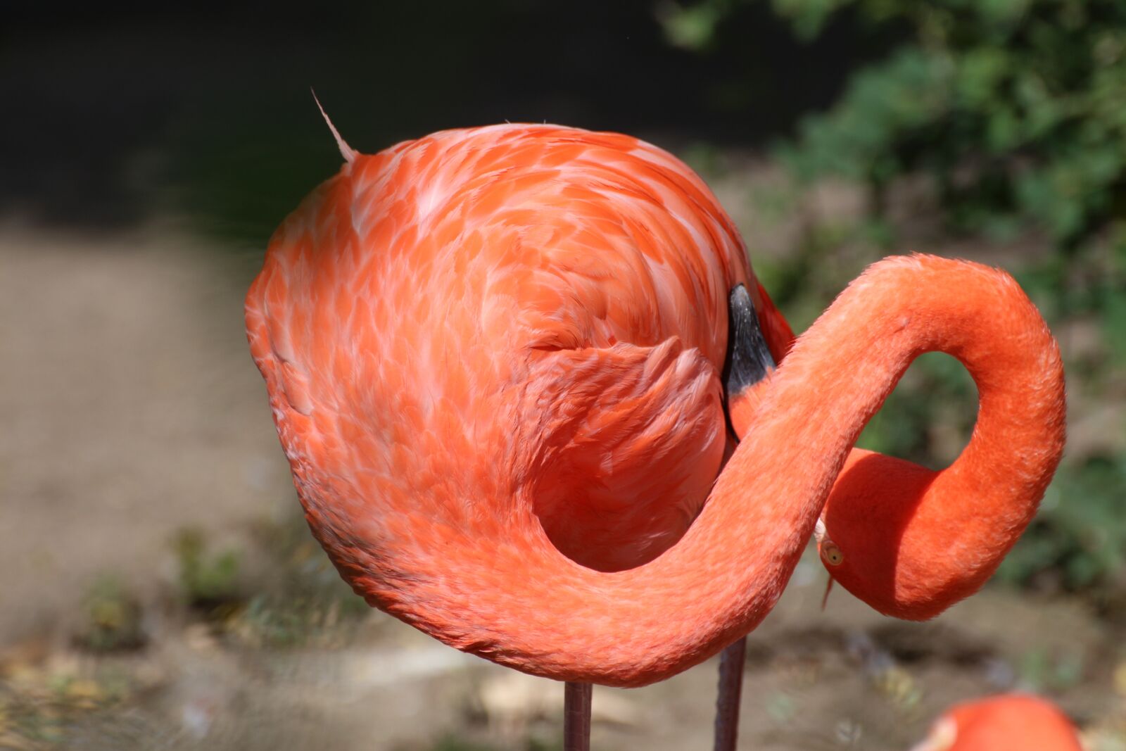 Canon EOS 650D (EOS Rebel T4i / EOS Kiss X6i) sample photo. Flamingo, animal, zoo photography