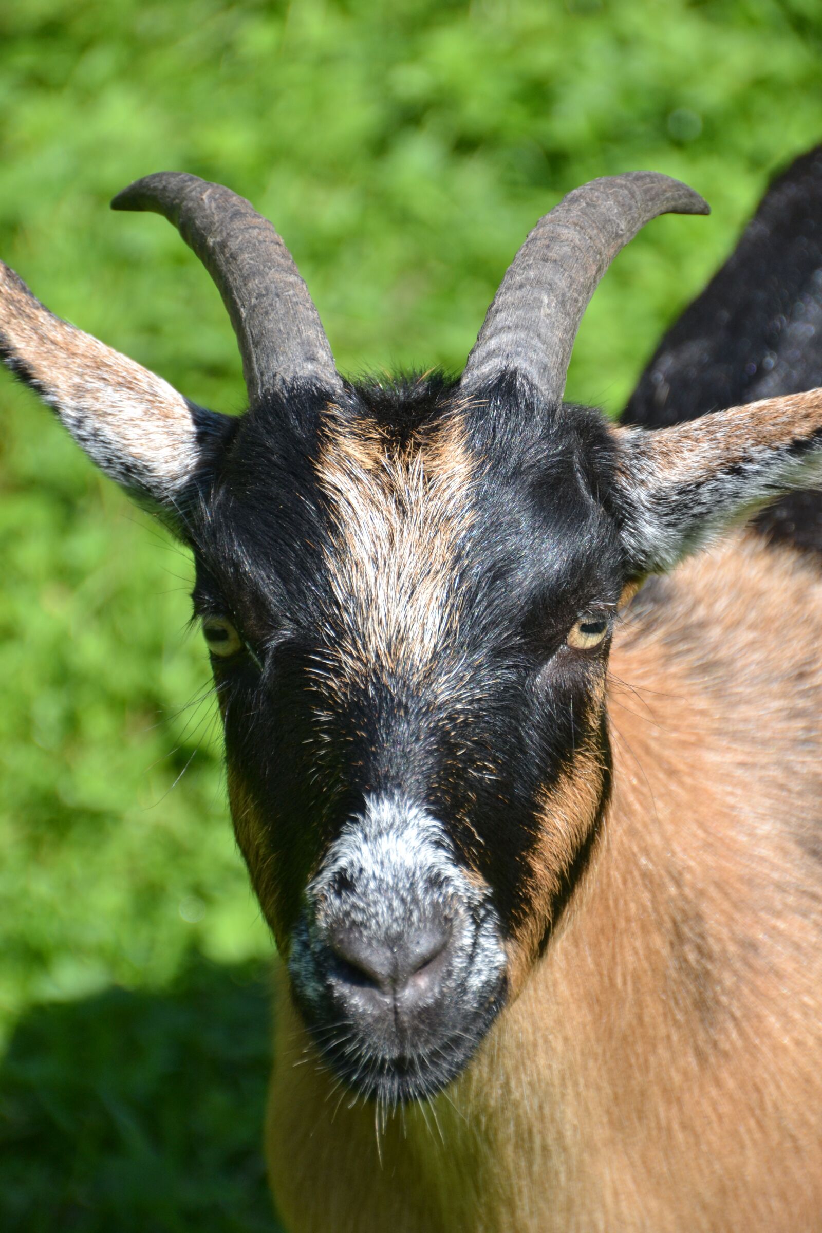 Nikon D3100 sample photo. Goat, nature, animal photography