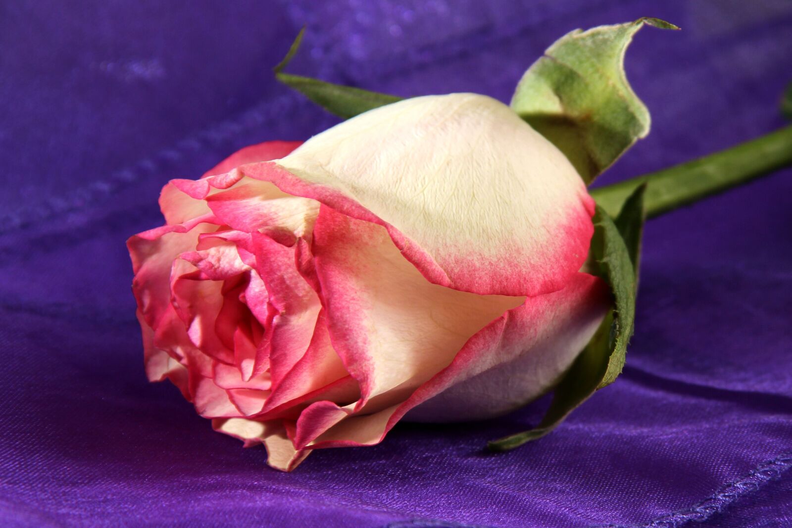 Canon EOS 600D (Rebel EOS T3i / EOS Kiss X5) sample photo. Rose, purple, silk photography