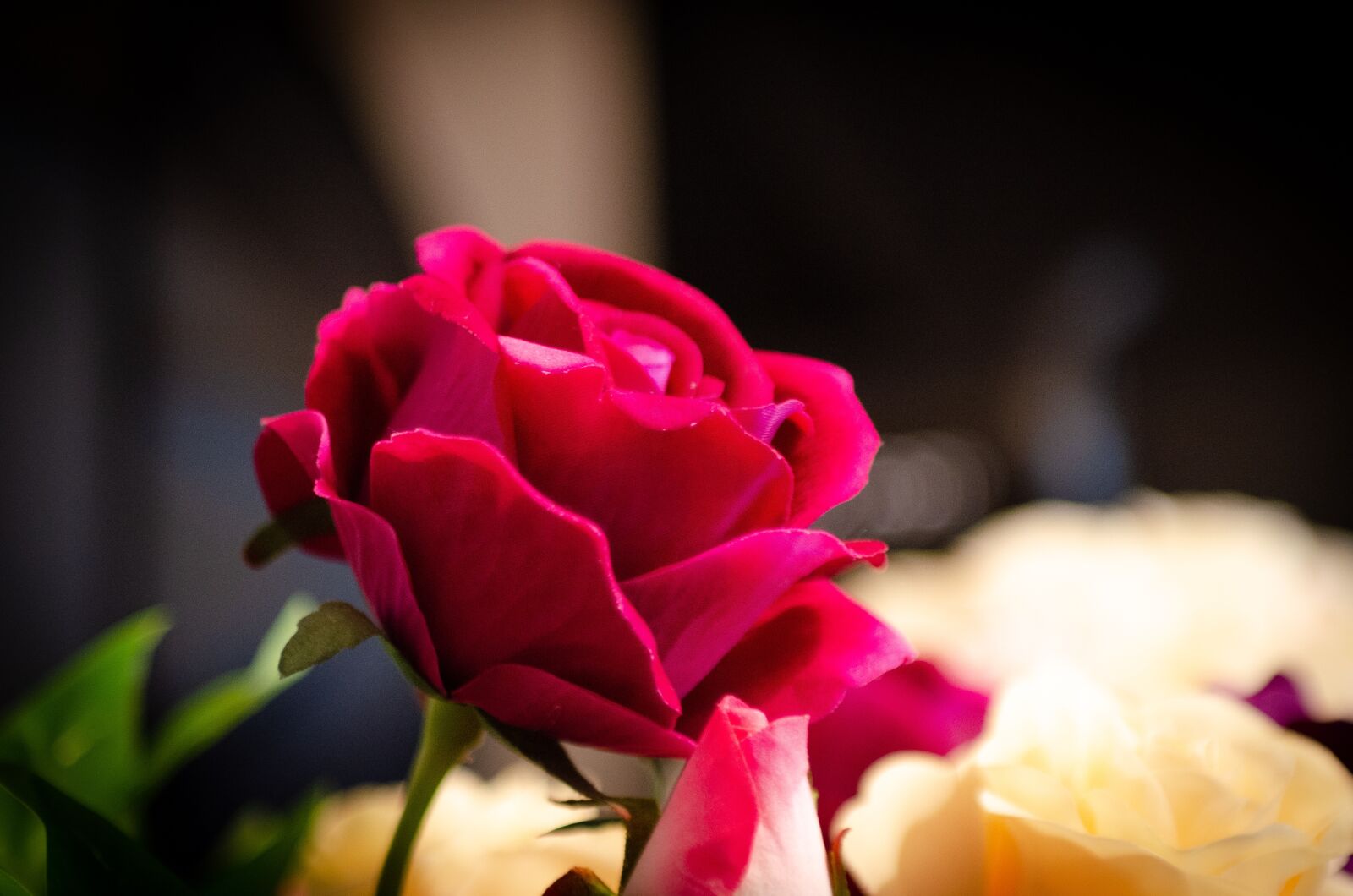 Nikon D7000 sample photo. Flower, blossoms, nature photography