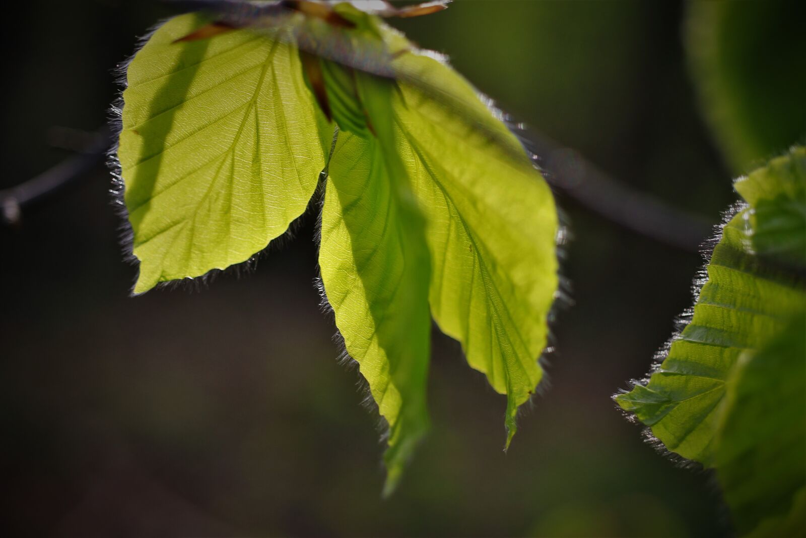 Canon EOS 7D sample photo. Leaves, backlighting, green photography