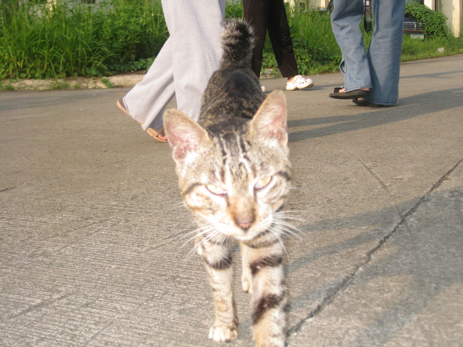 Canon PowerShot SD1100 IS (Digital IXUS 80 IS / IXY Digital 20 IS) sample photo