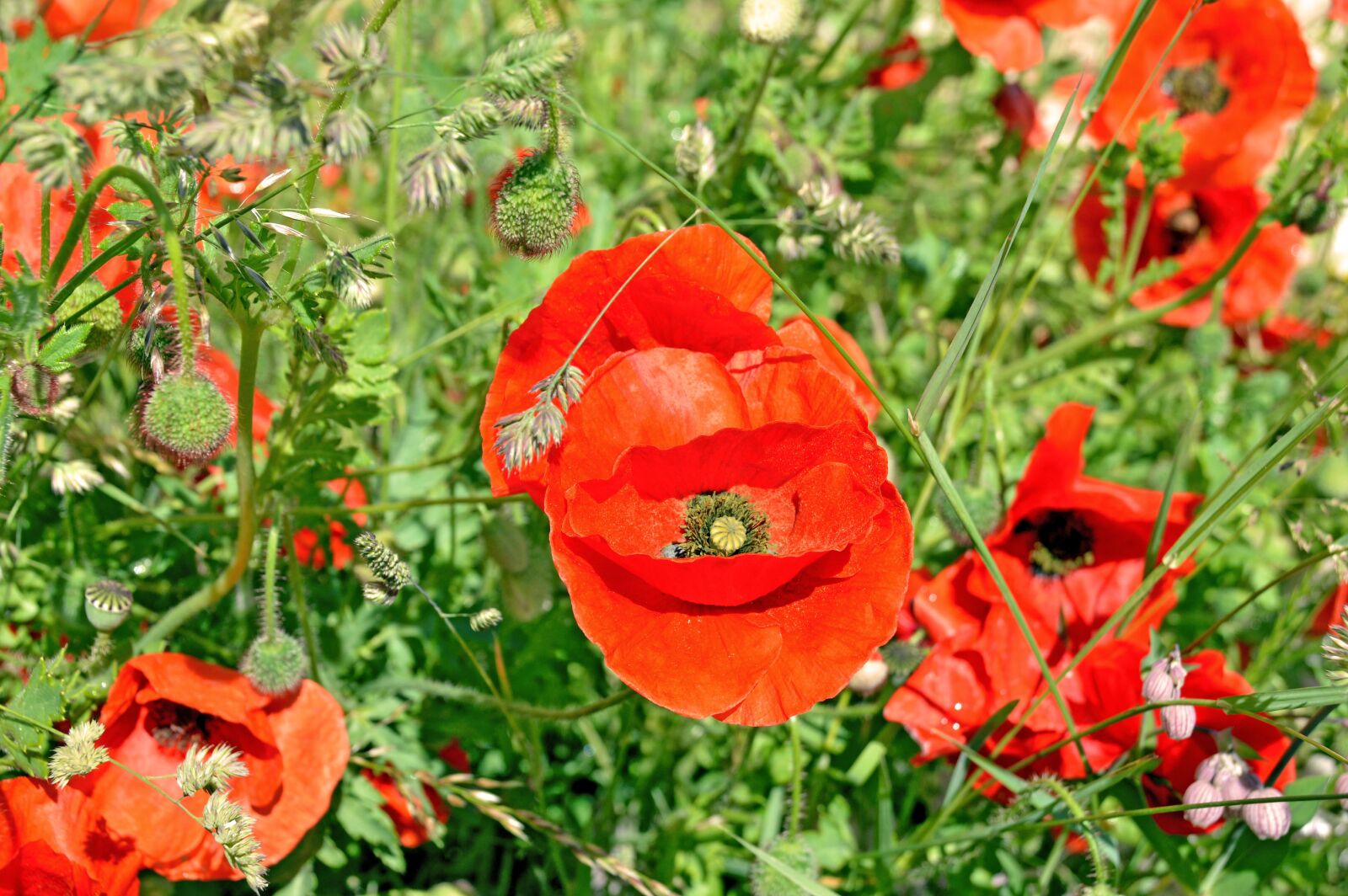 Nikon D3200 sample photo. Poppy, nature, wildflower photography