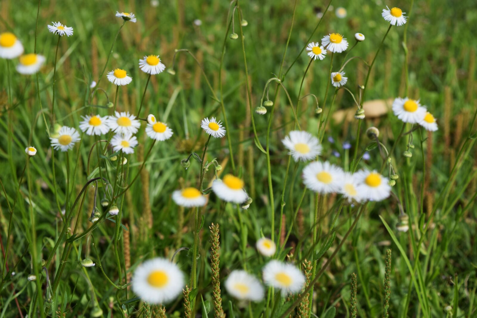 Nikon D3300 sample photo. Wildflowers, grass, macro photography
