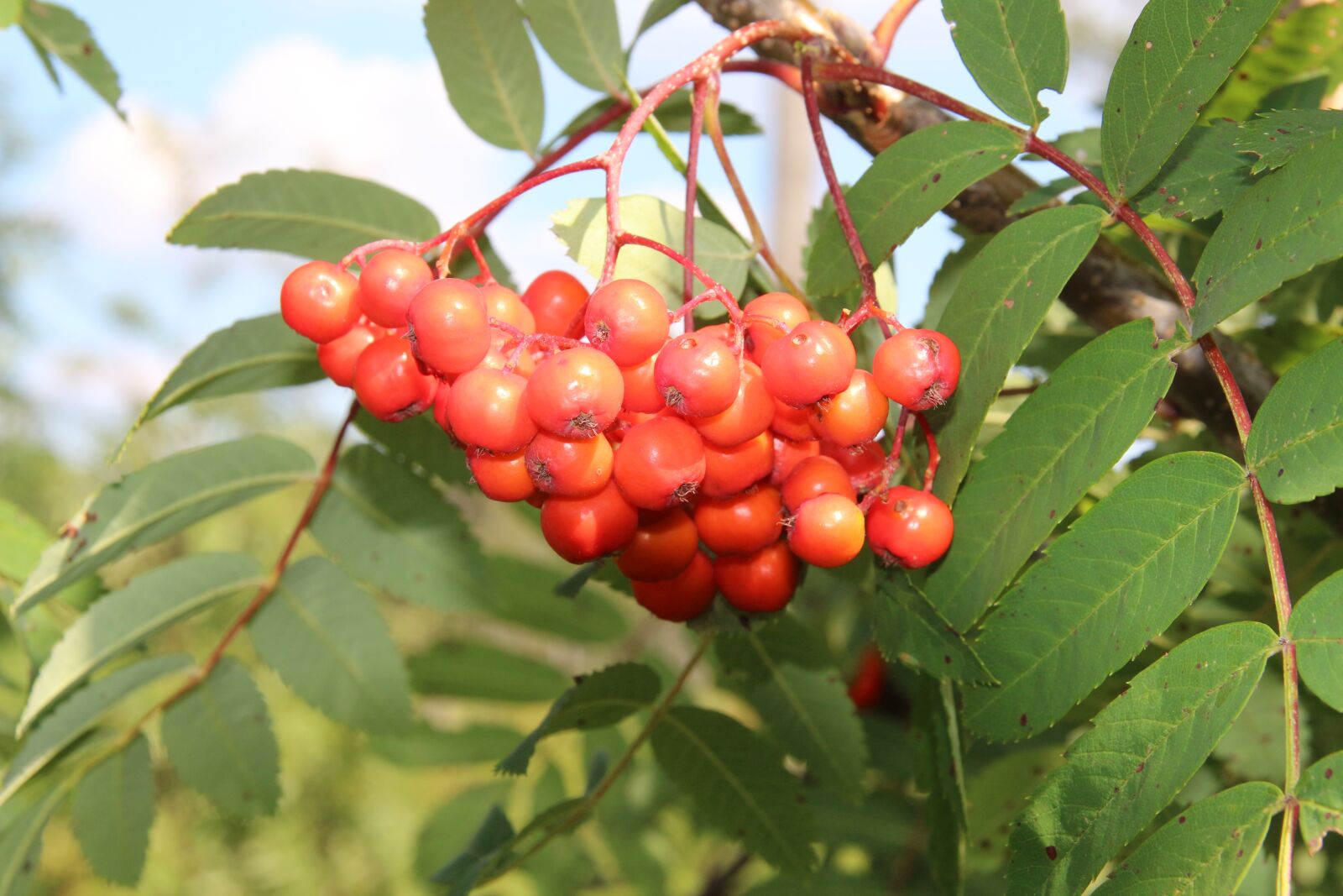 Canon EOS 650D (EOS Rebel T4i / EOS Kiss X6i) sample photo. Ash, mountain ash, fruits photography