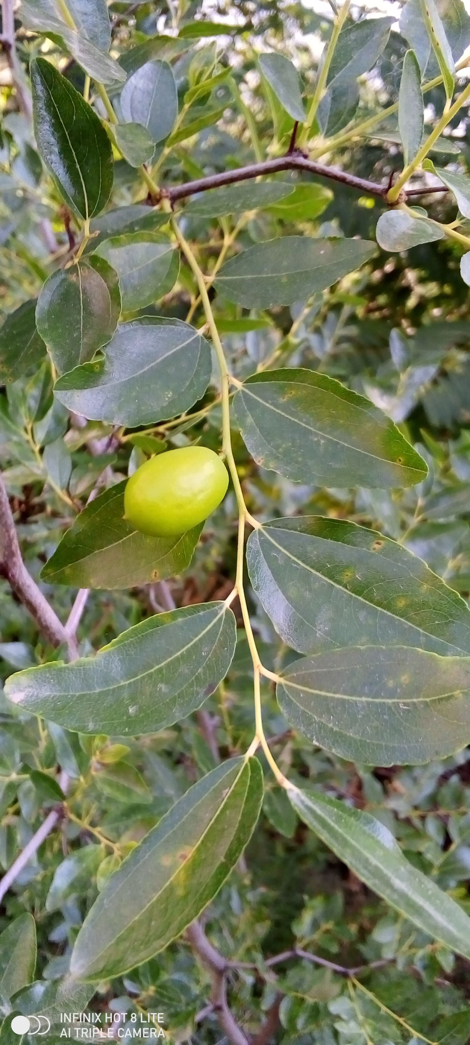 INFINIX MOBILITY LIMITED Infinix X650 sample photo. Berry, rare type, fruit photography