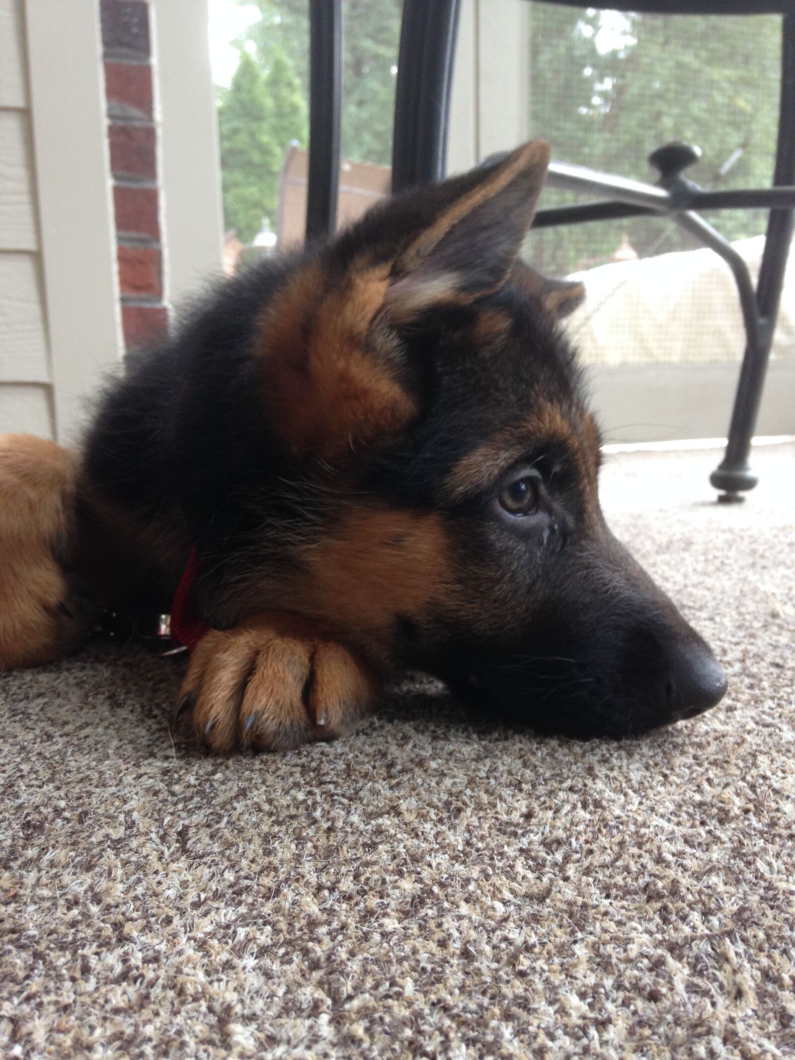 iPhone 5c back camera 4.12mm f/2.4 sample photo. Dog, puppy, german shepherd photography